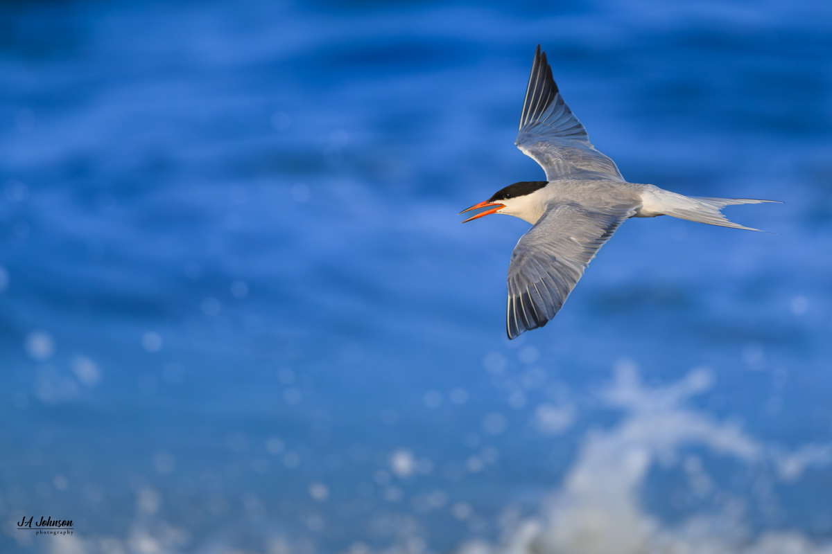 Common Tern