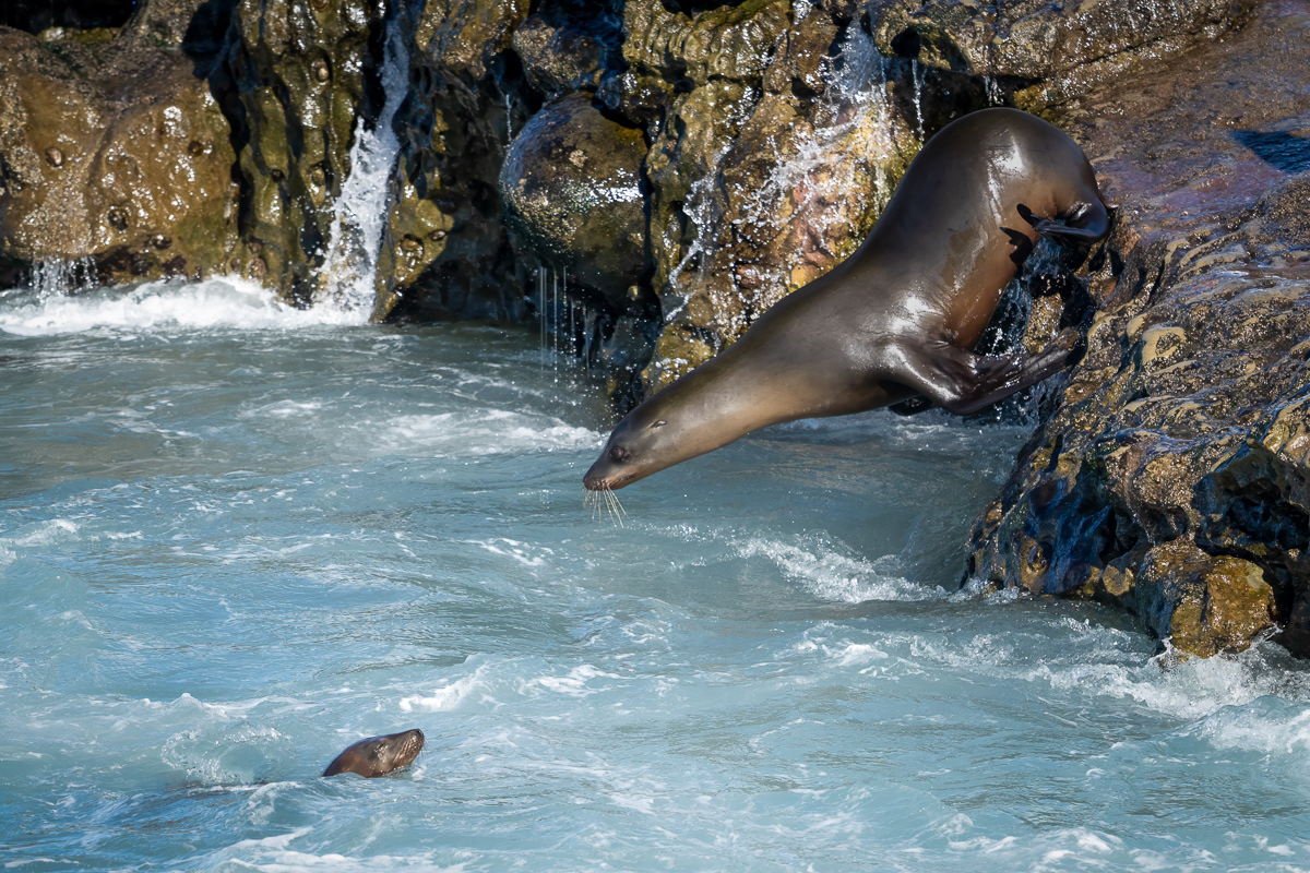 Sea Lions