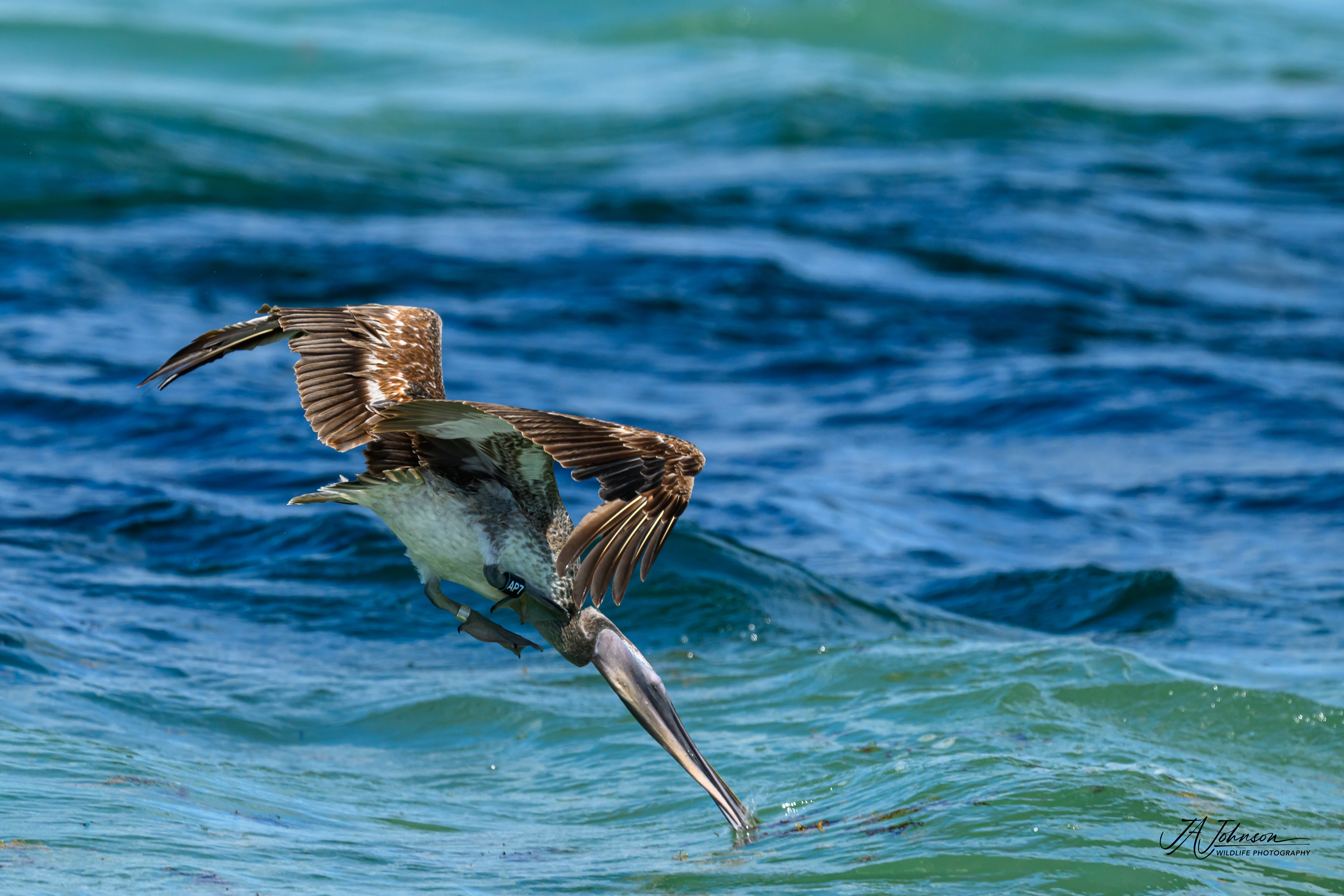 Brown Pelican
