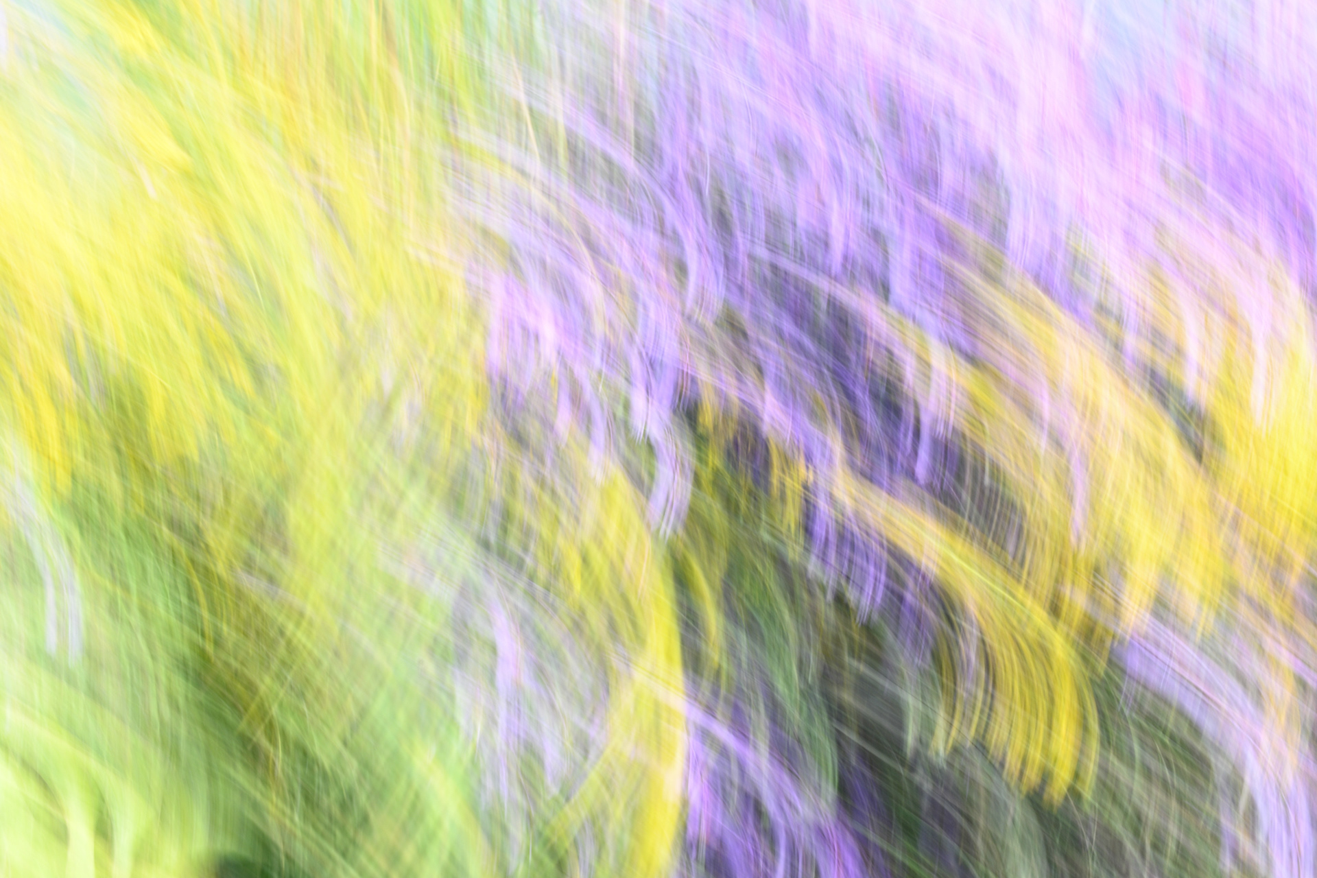 Intentional Camera Movement - Wildflowers
