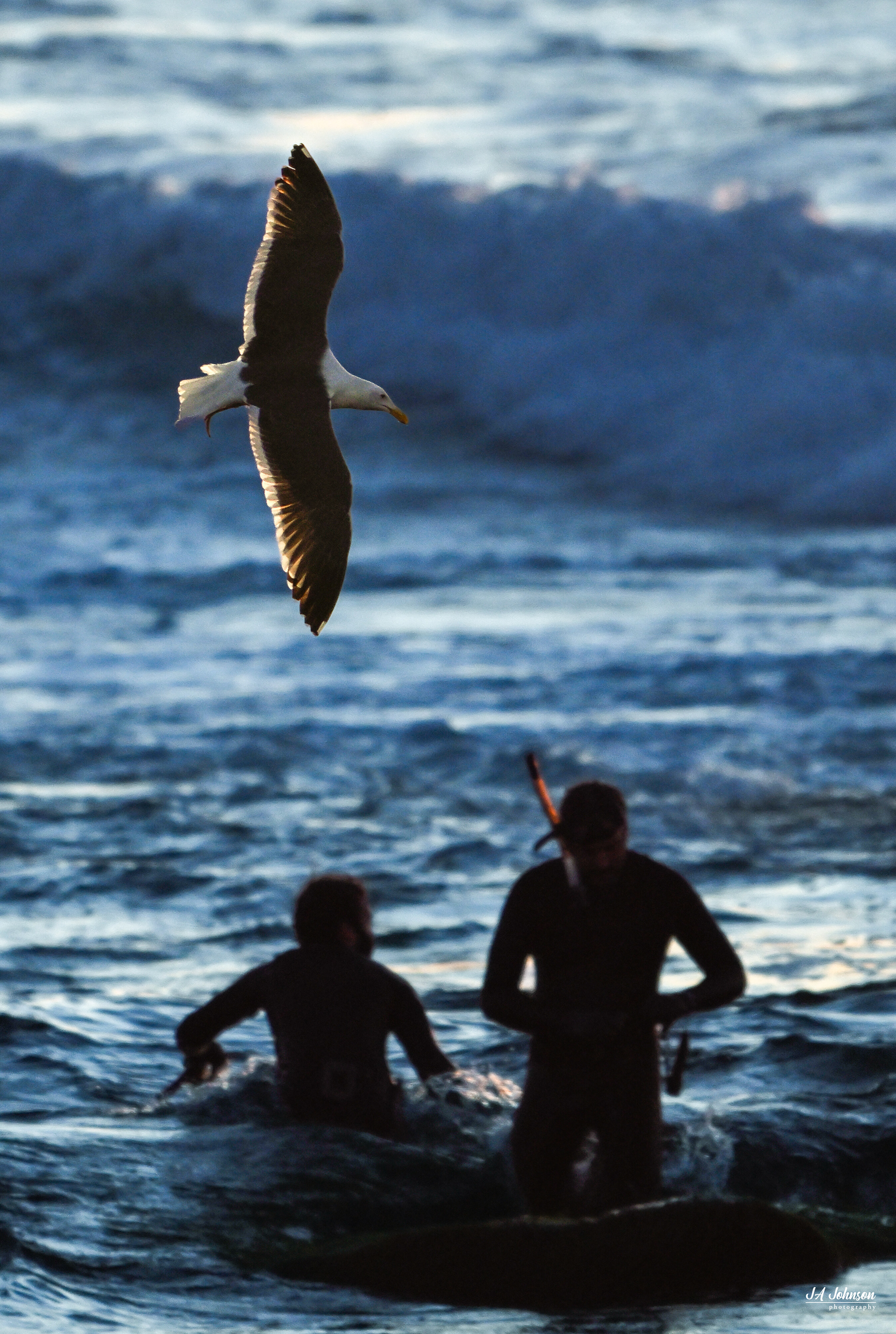 Gull and Divers