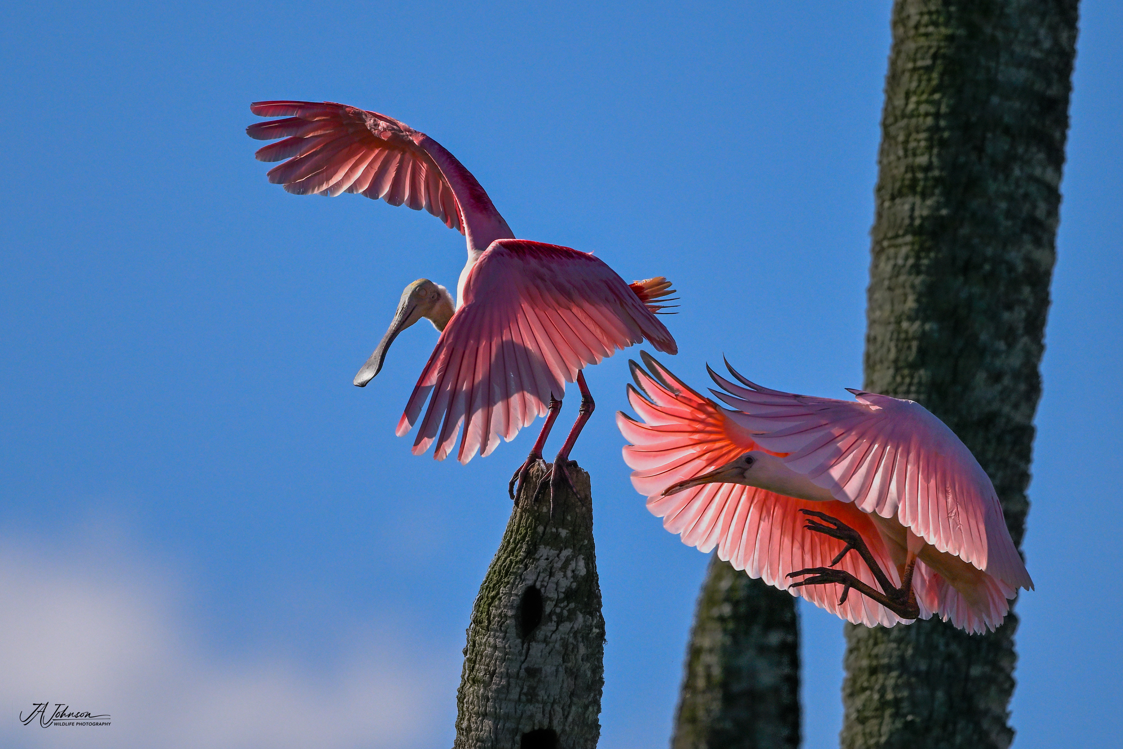 Roseate Spoonbills