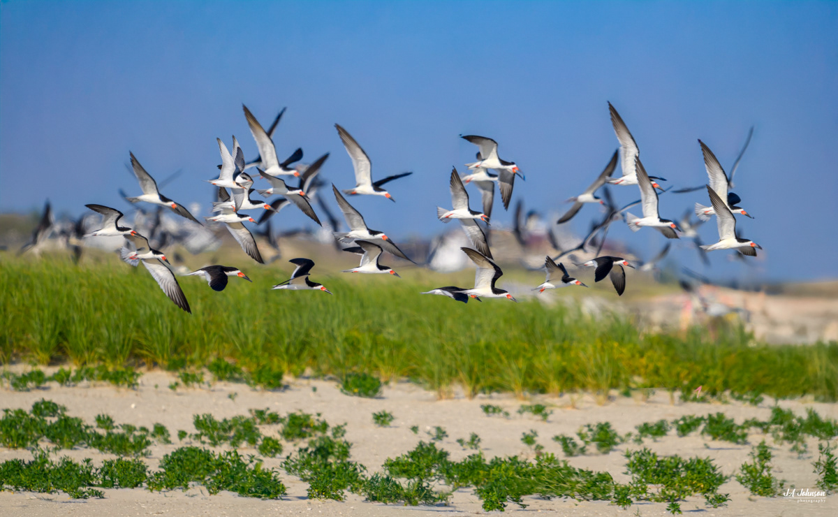 Black Skimmers