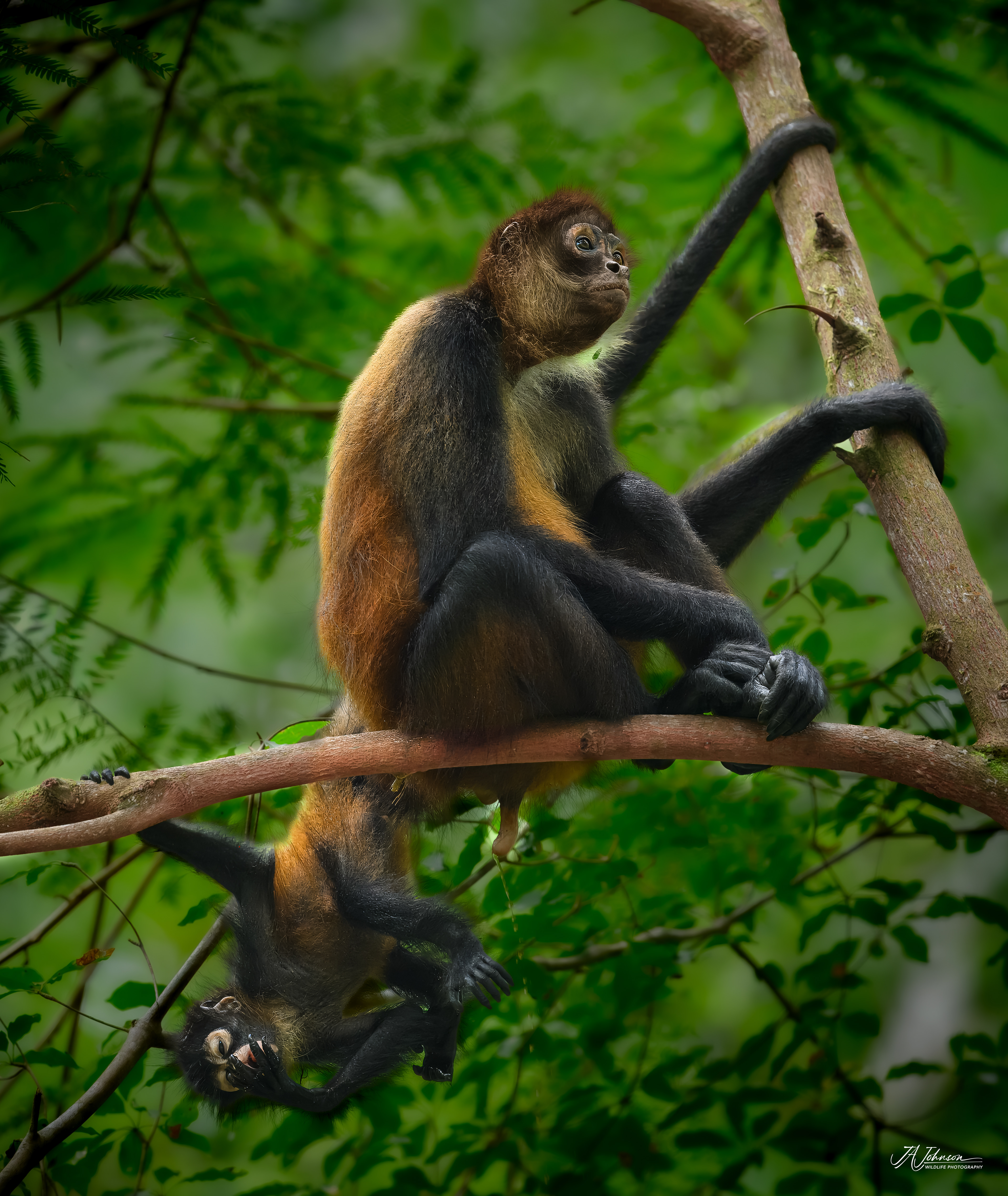 Spider Monkeys