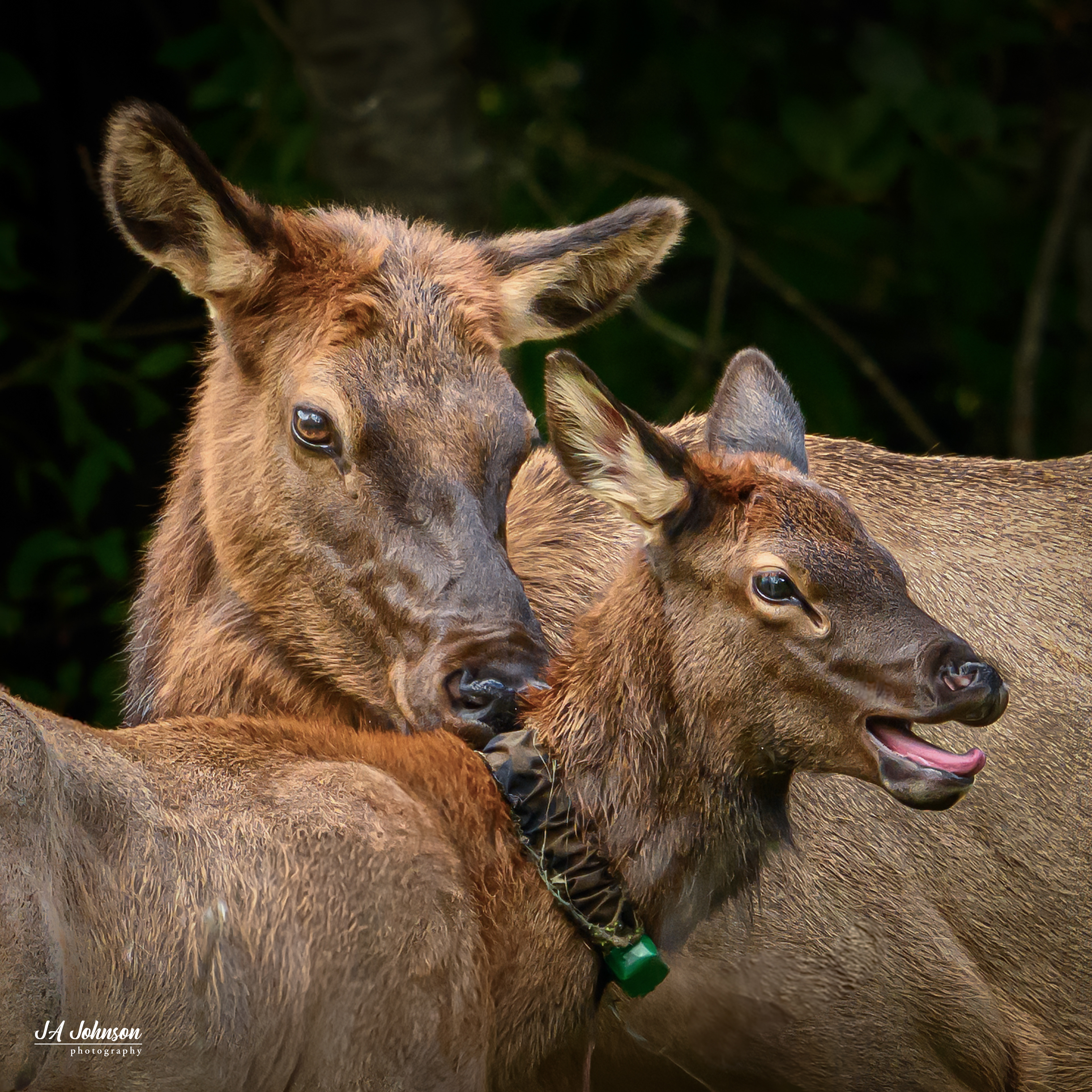 Elk Cow and Calf