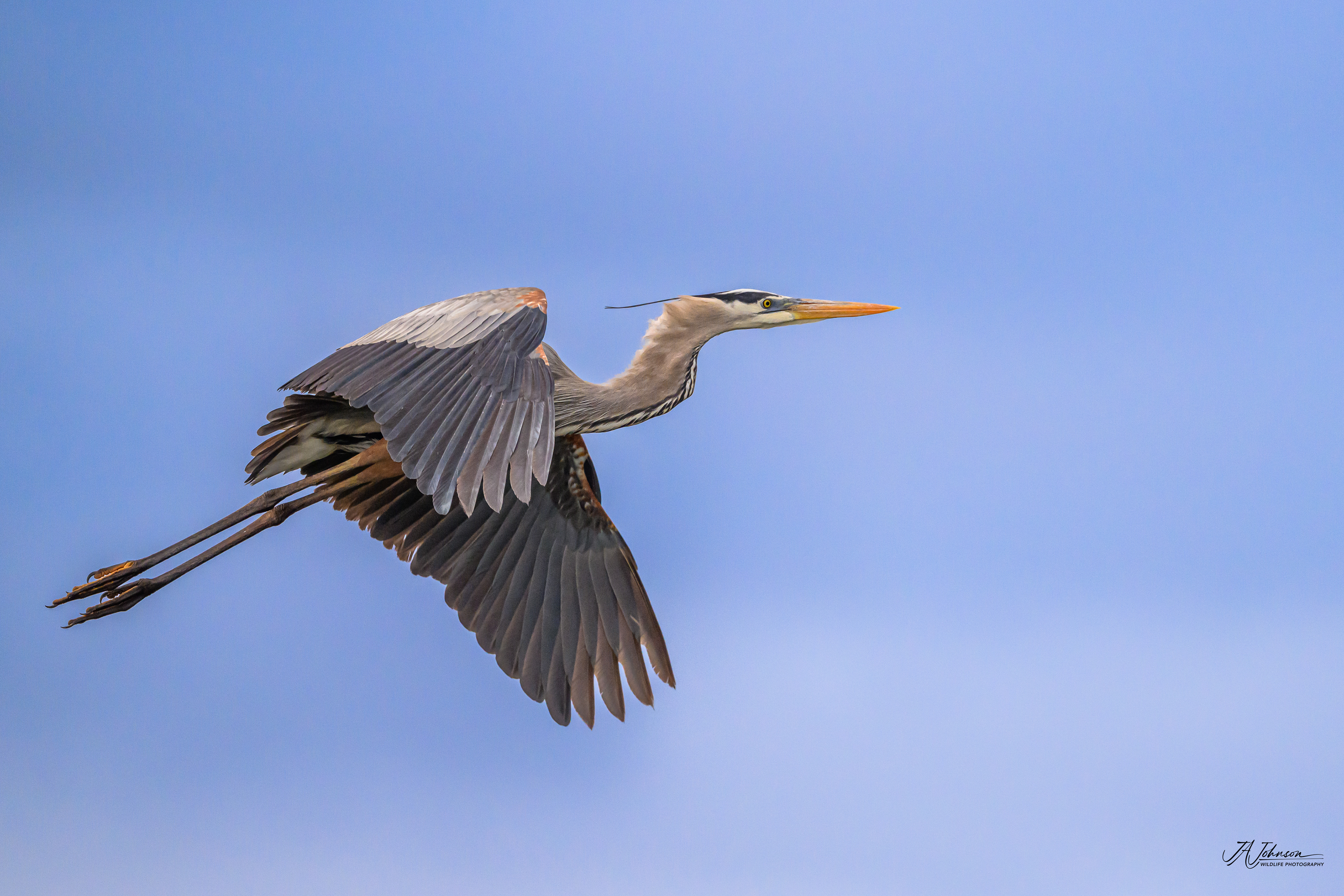 Great Blue Heron at Orlando Wetlands, Florida