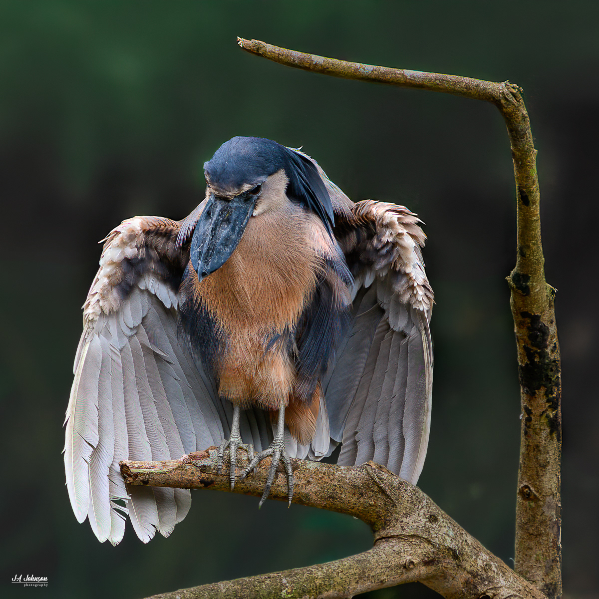 Boat-Billed Heron