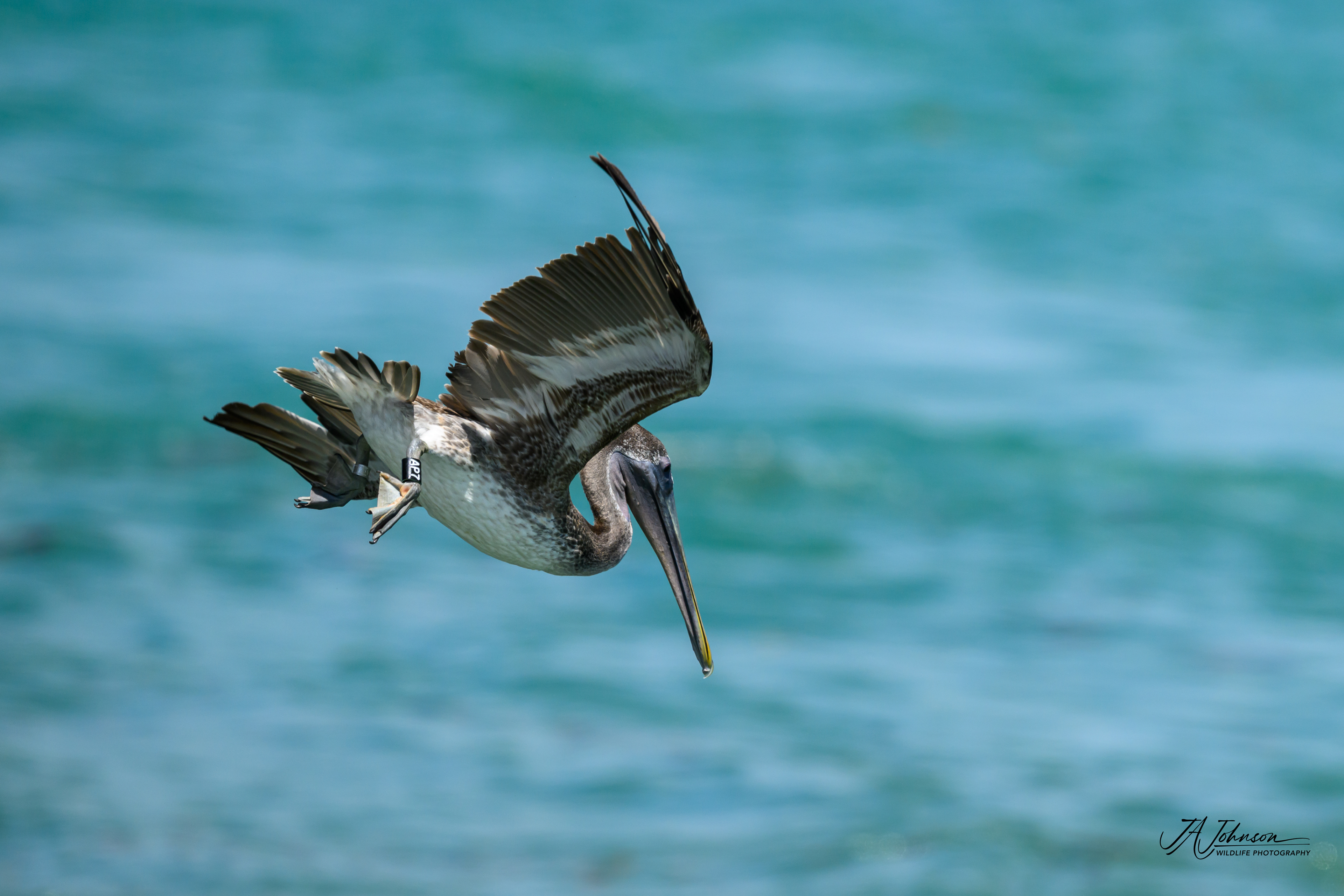 Brown Pelican