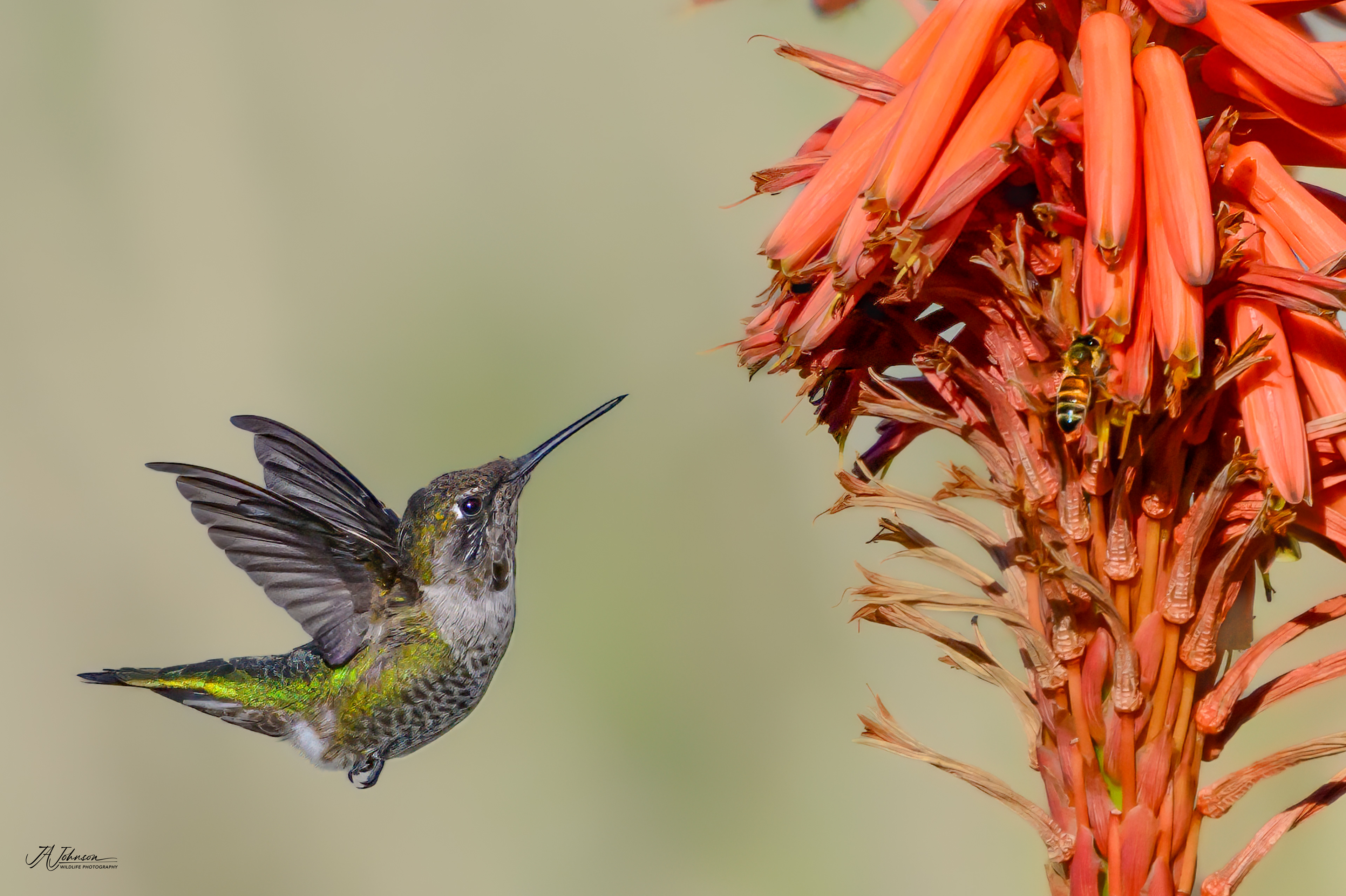 Anna's Hummingbird (Female)