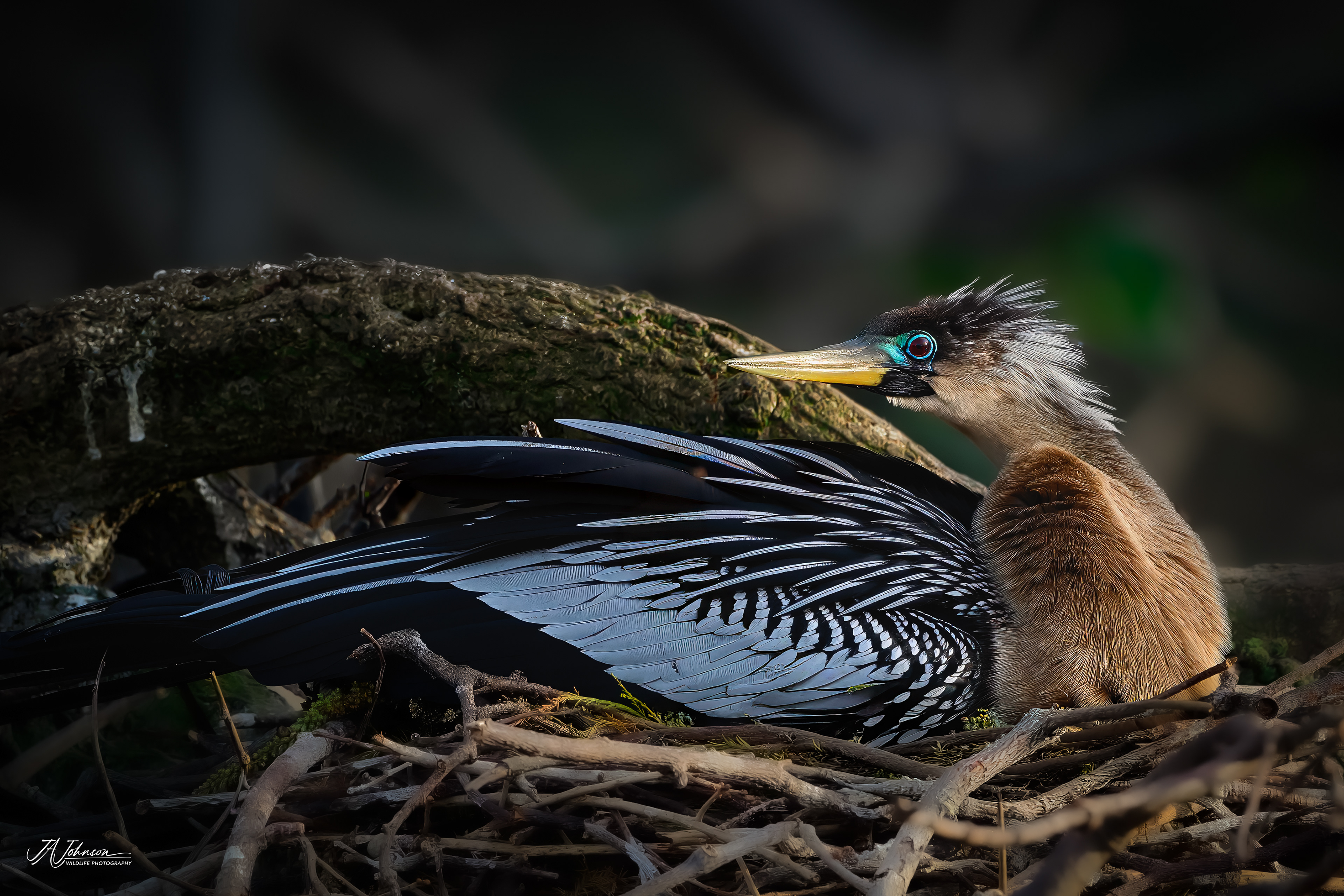 Anhinga - Female on Nest