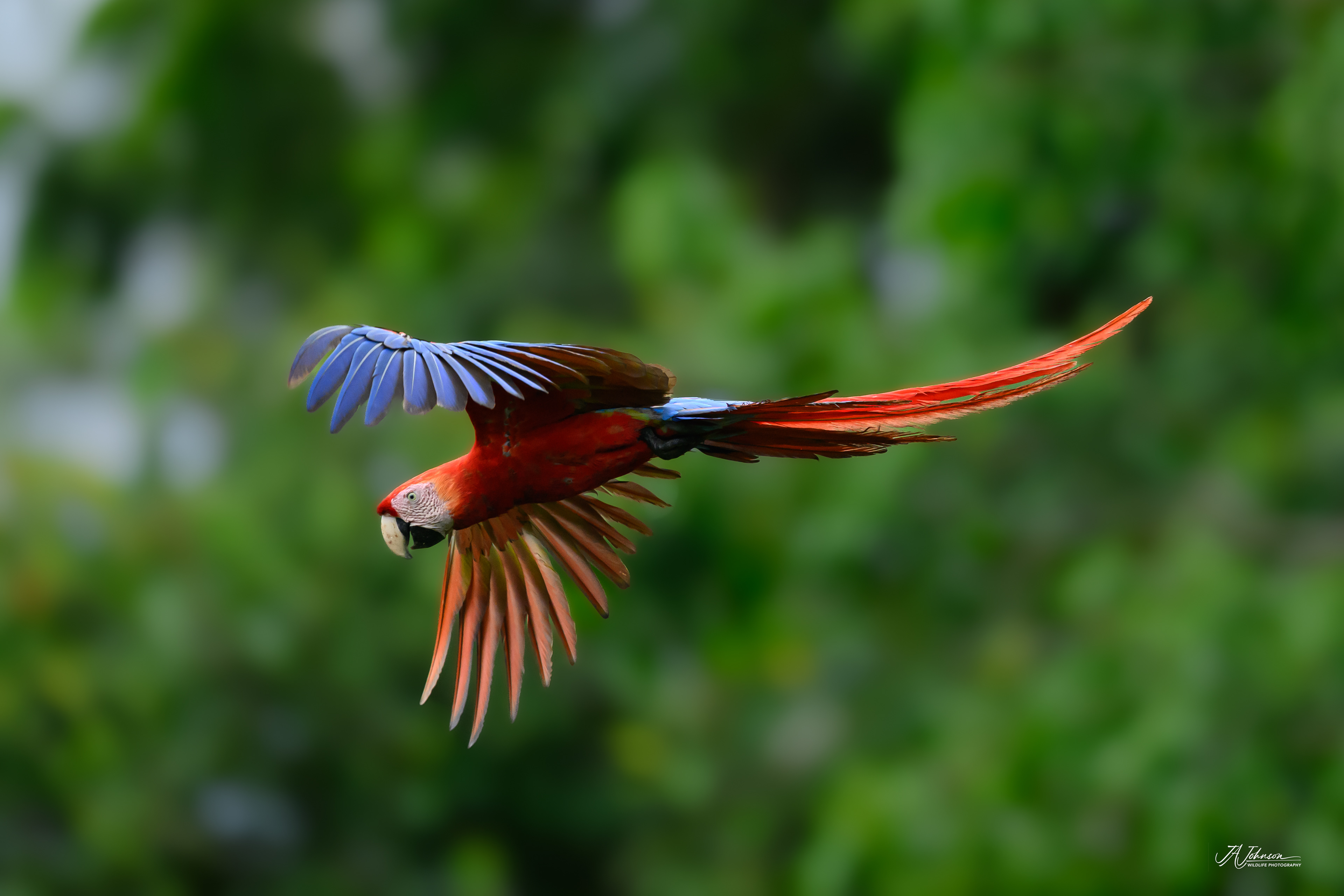 Scarlet Macaw