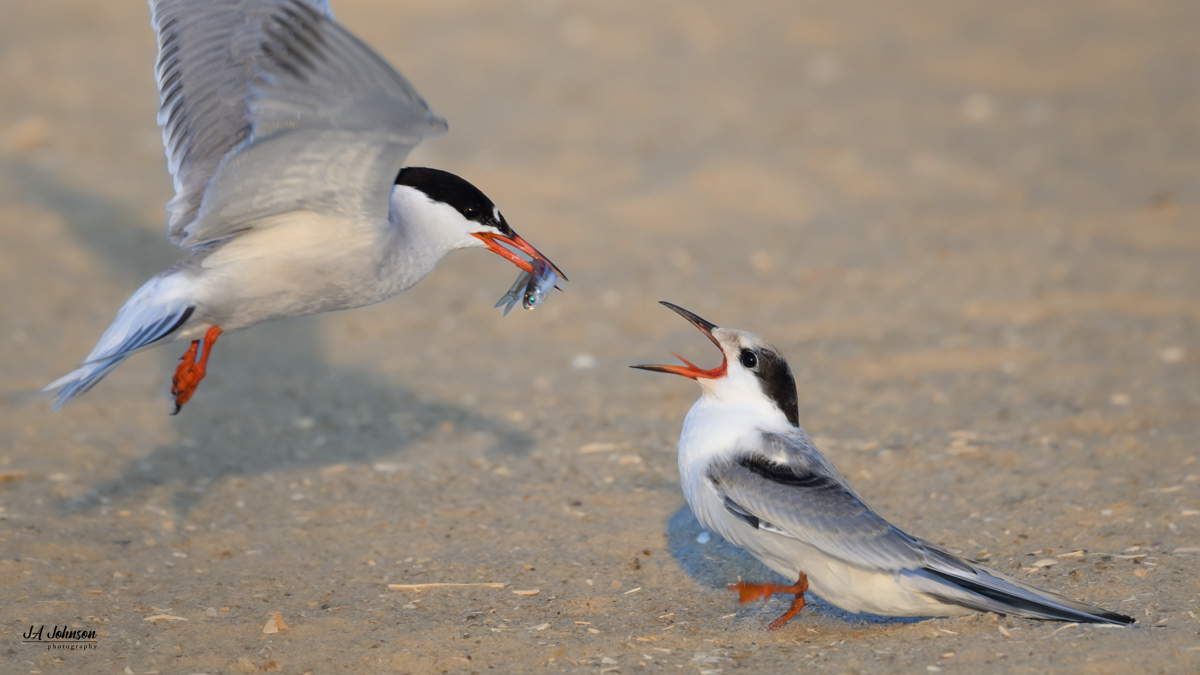 Common Terns