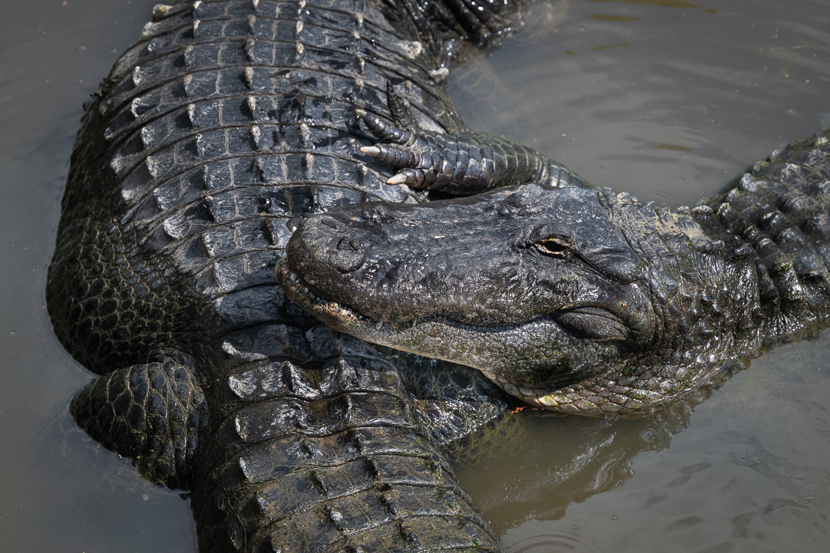 Gators
