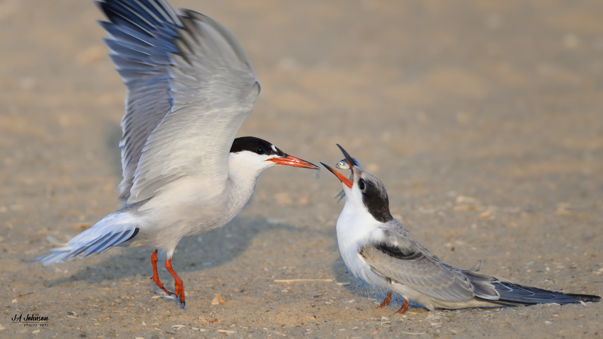 Common Terns