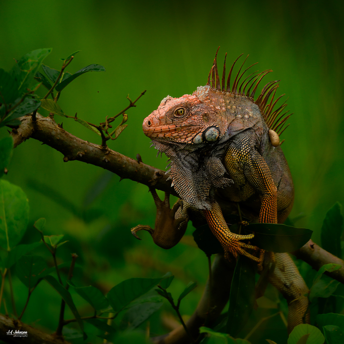 Green Iguana