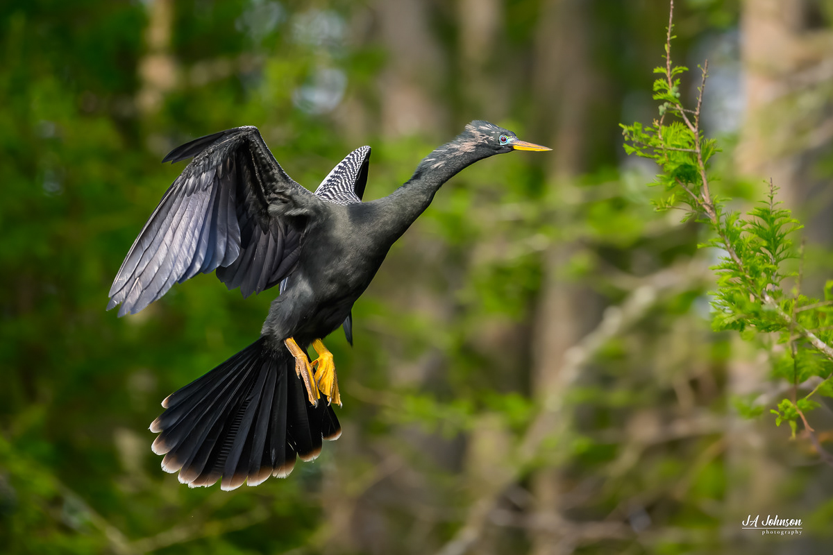 Anhinga