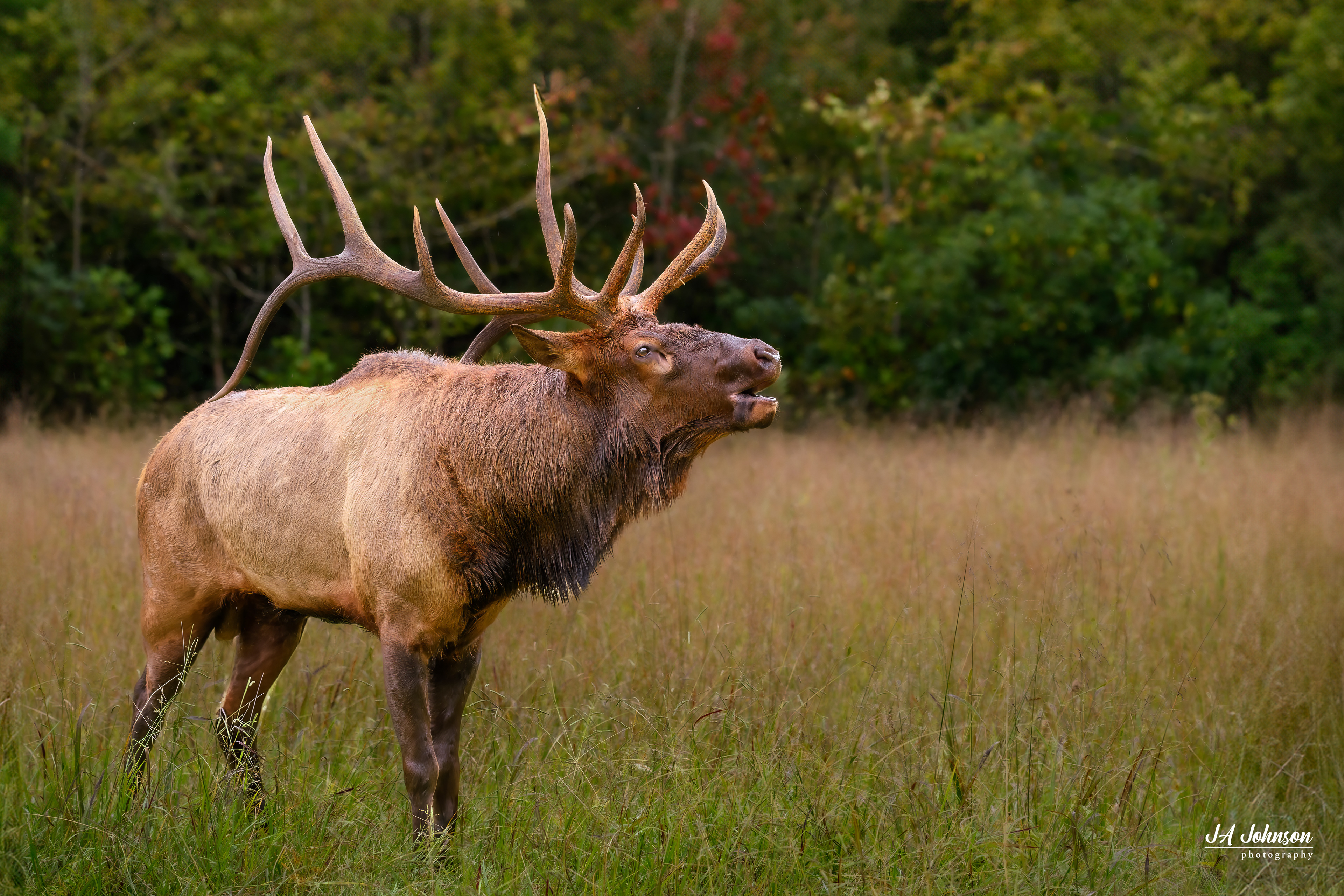 Elk Bull