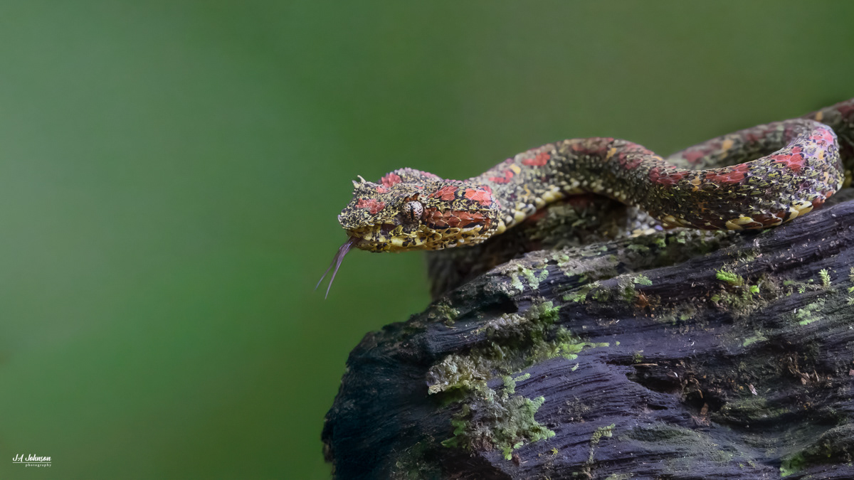 Eyelash Viper