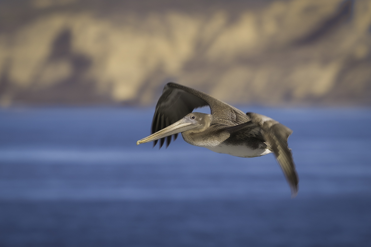 Brown Pelican