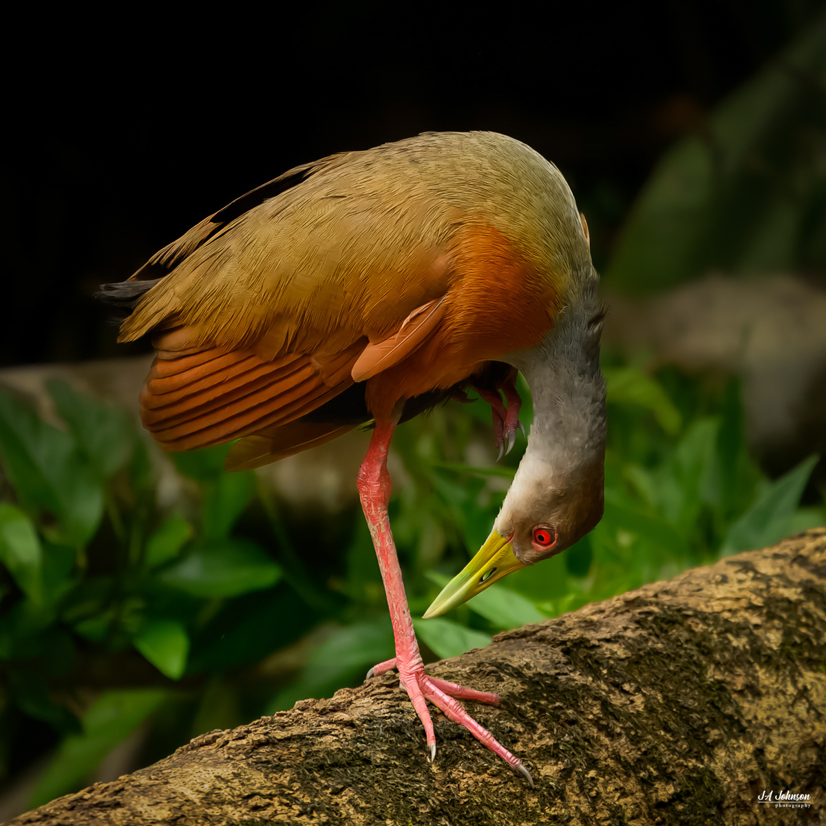 Gray-Cowled Wood-Rail