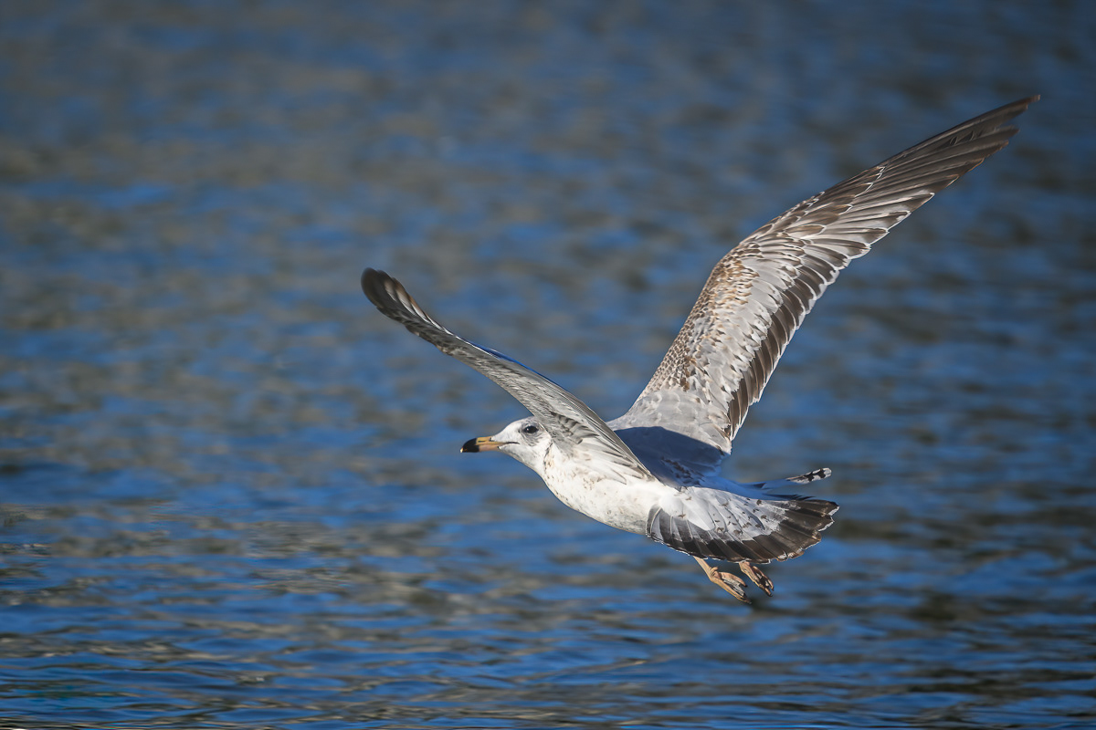 Ring-Billed Gull