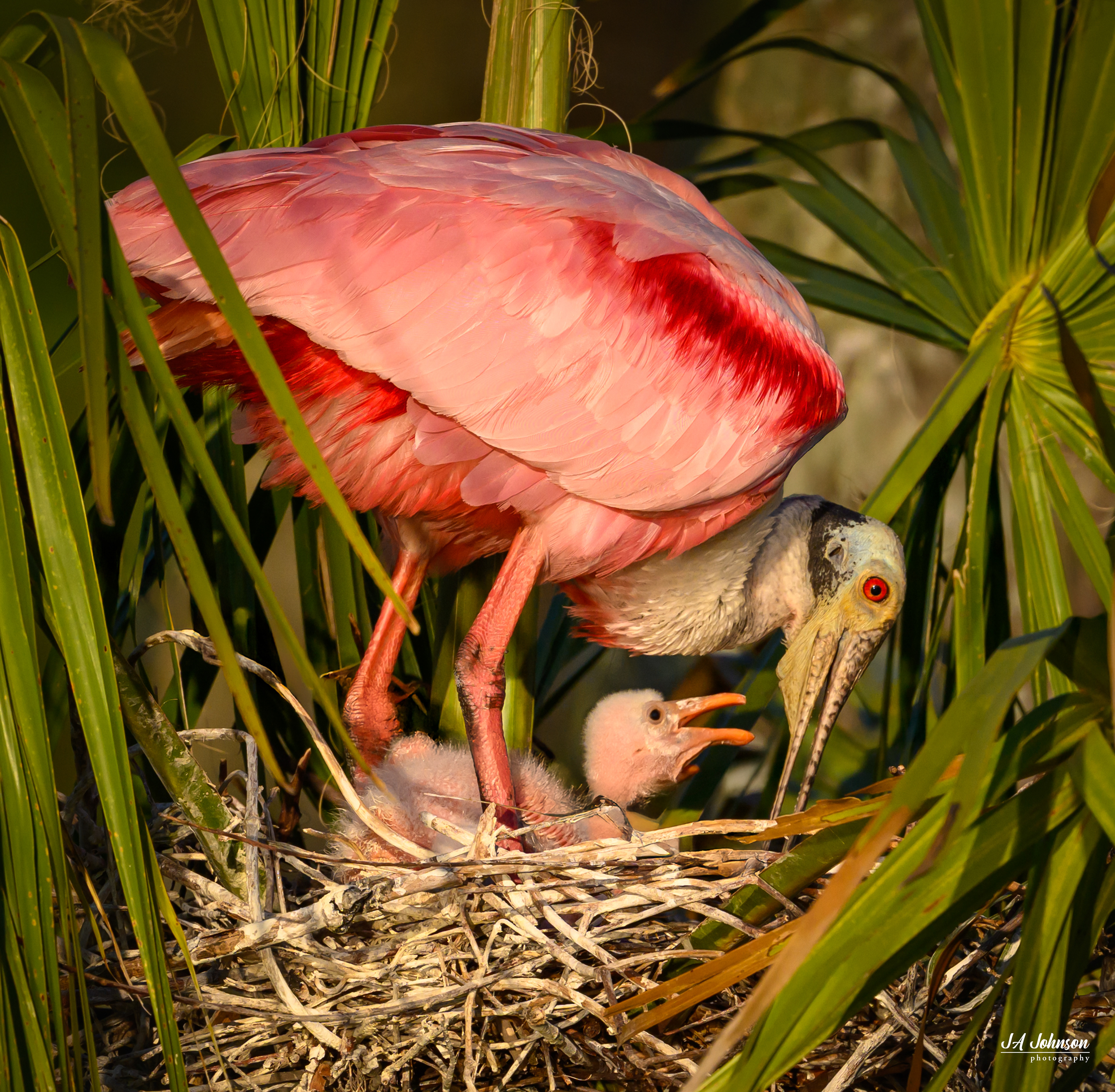 Roseate Spoonbill and Chick