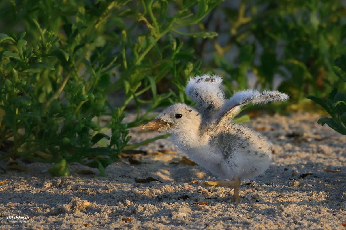 Black Skimmer Chick