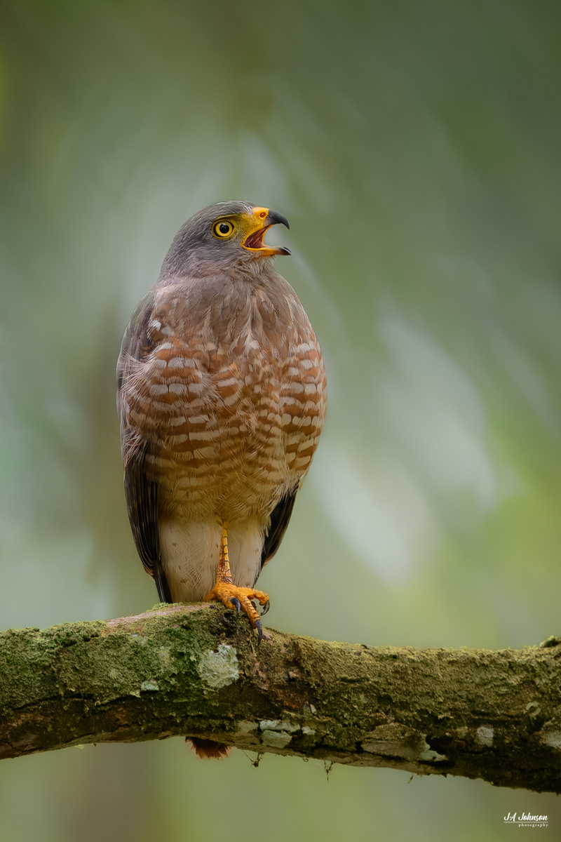 Roadside Hawk