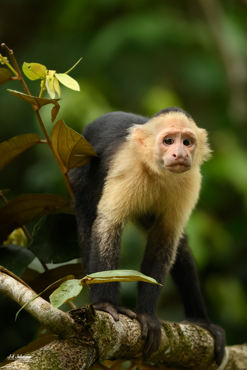 White-Faced Capuchin Monkey
