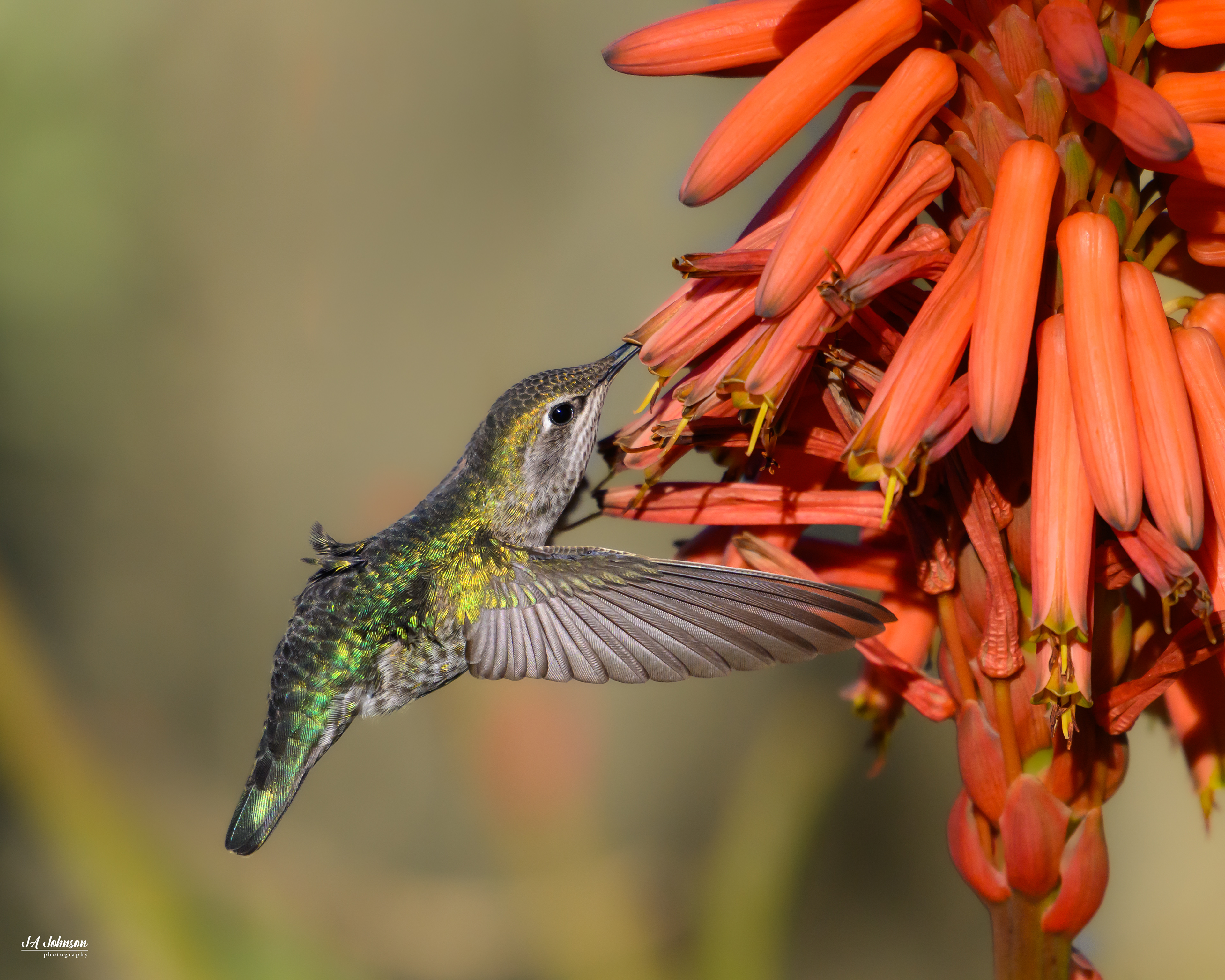 Anna's Hummingbird (Female)