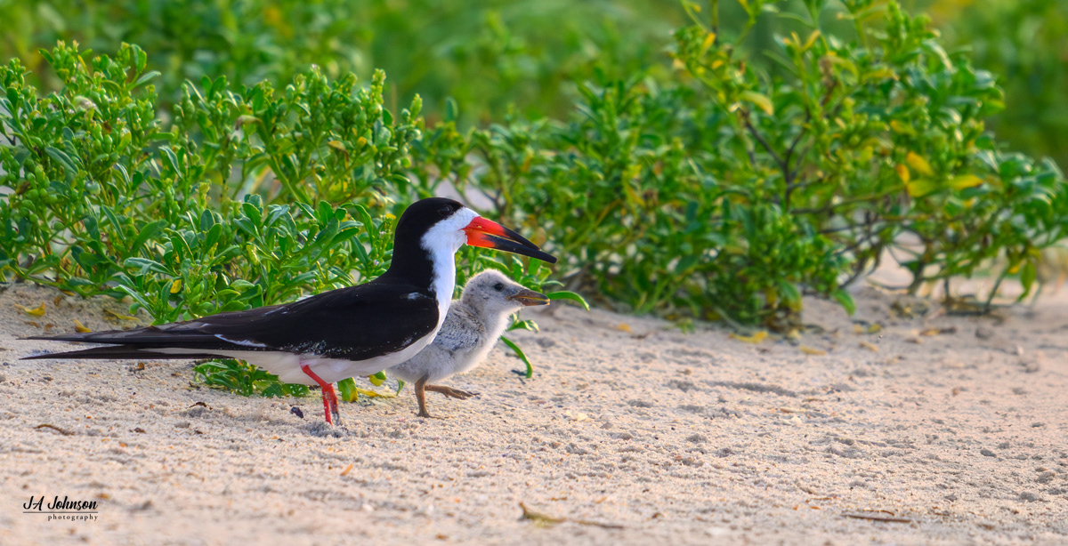 Black Skimmer and Chick