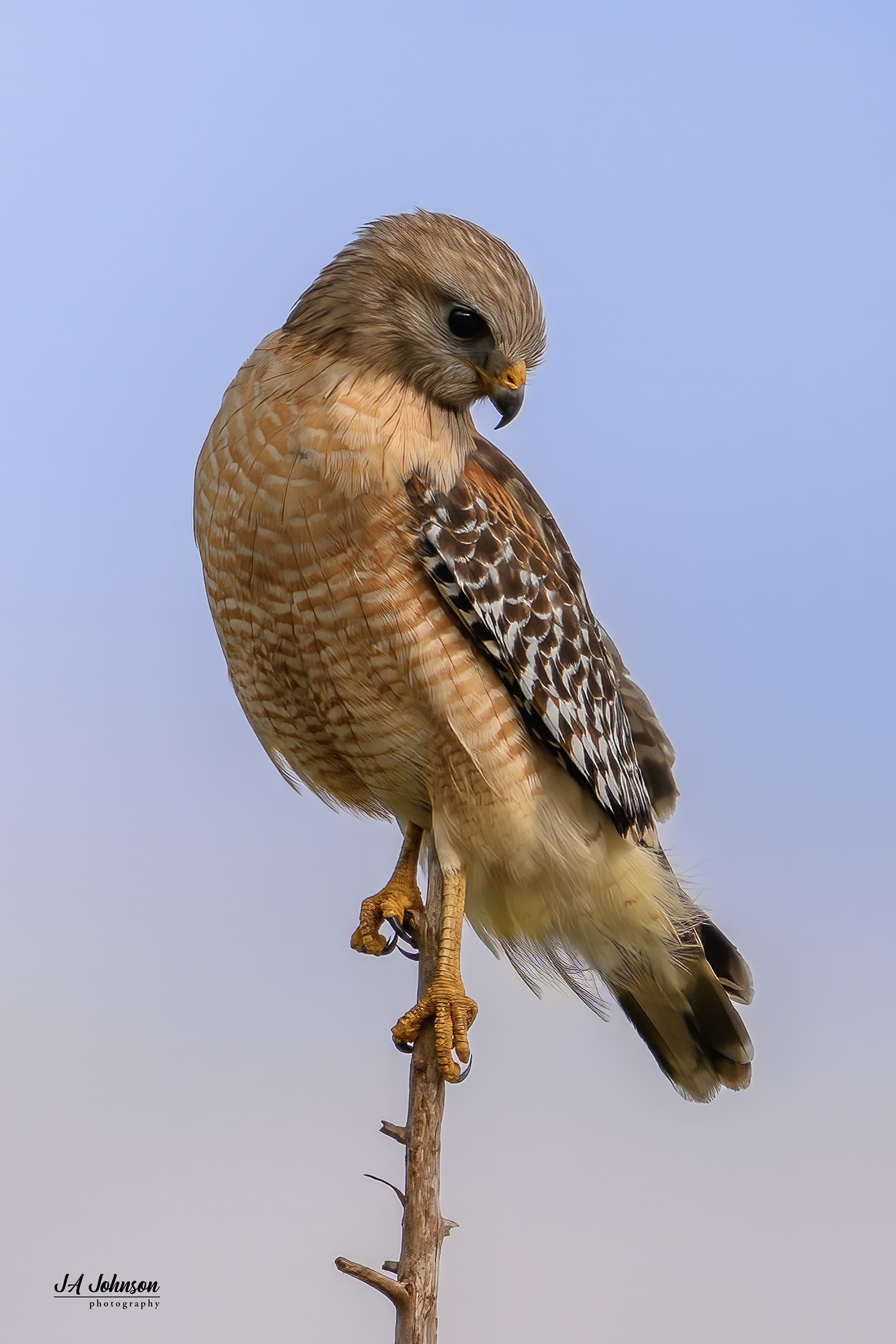 Red Shouldered Hawk