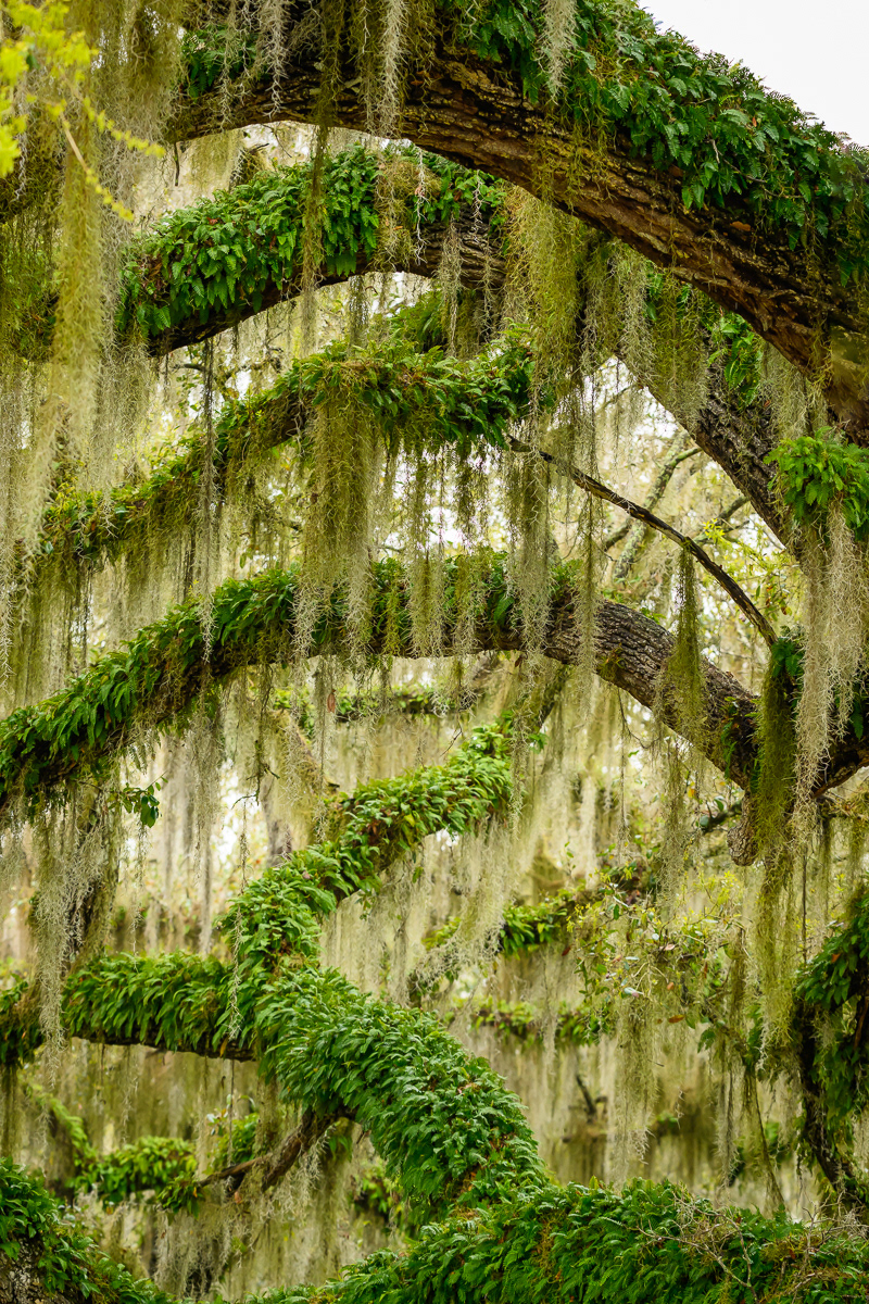 Spanish Moss on Live Oaks at Circle-B-Bar Reserve