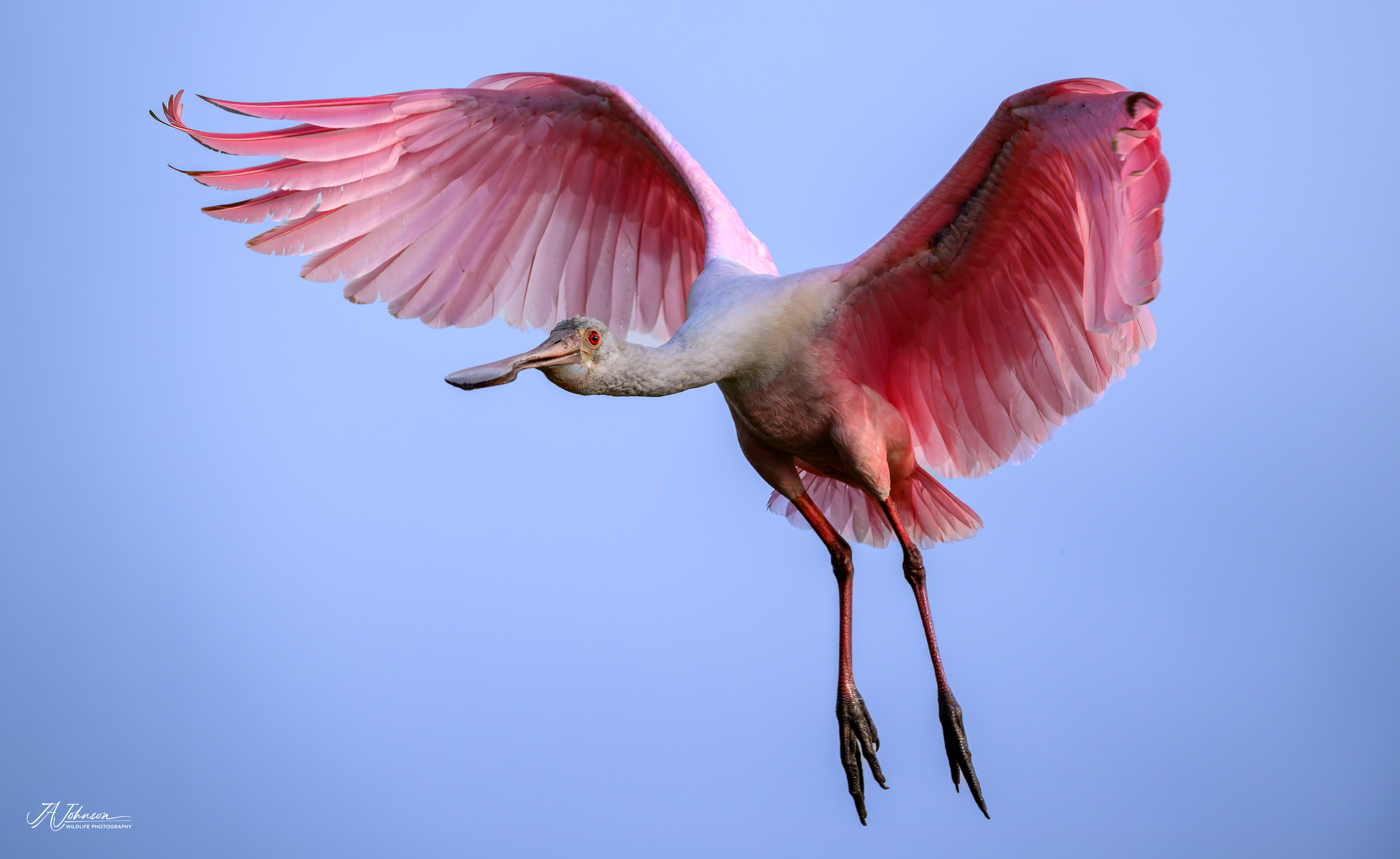 Roseate Spoonbill