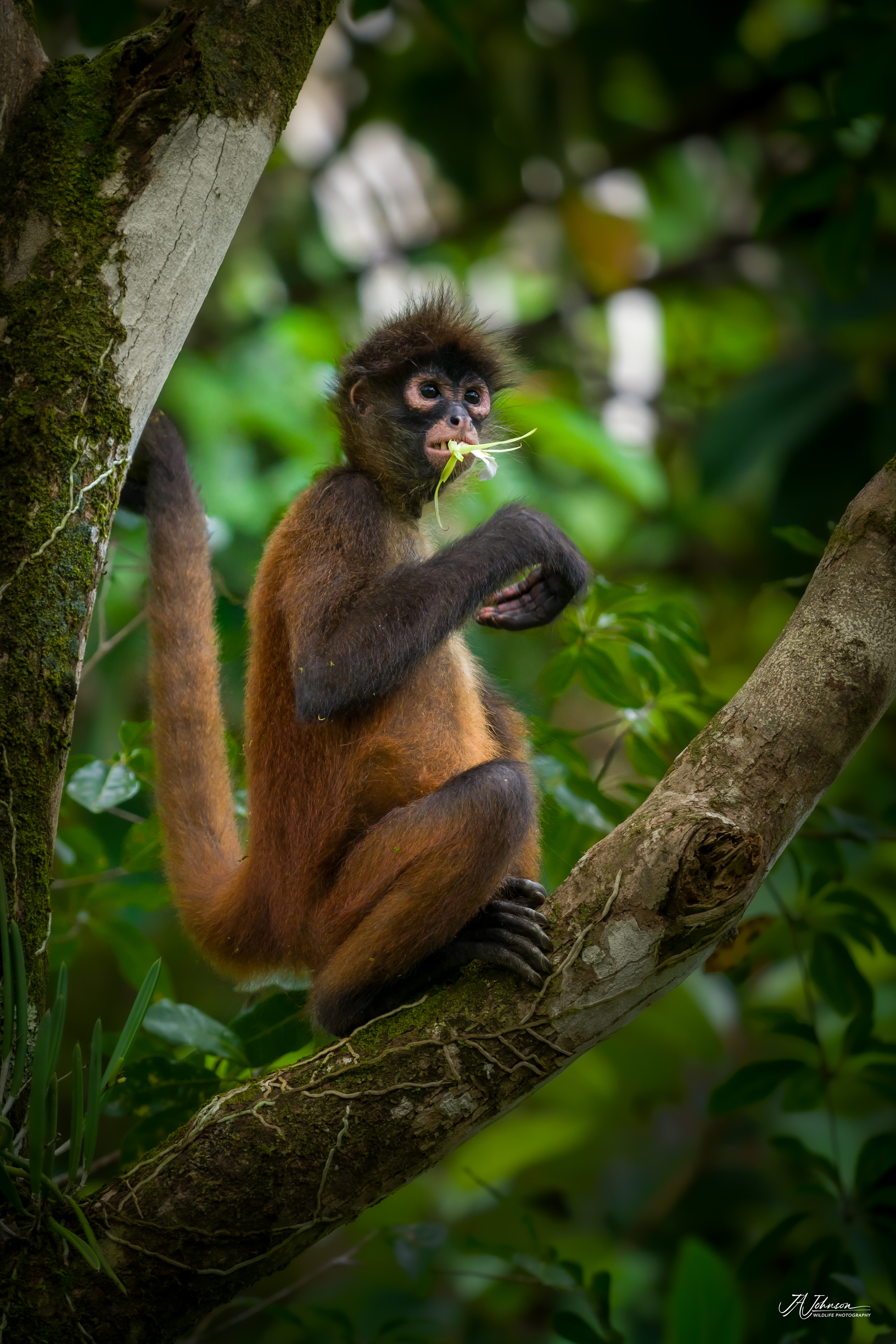 Spider Monkey