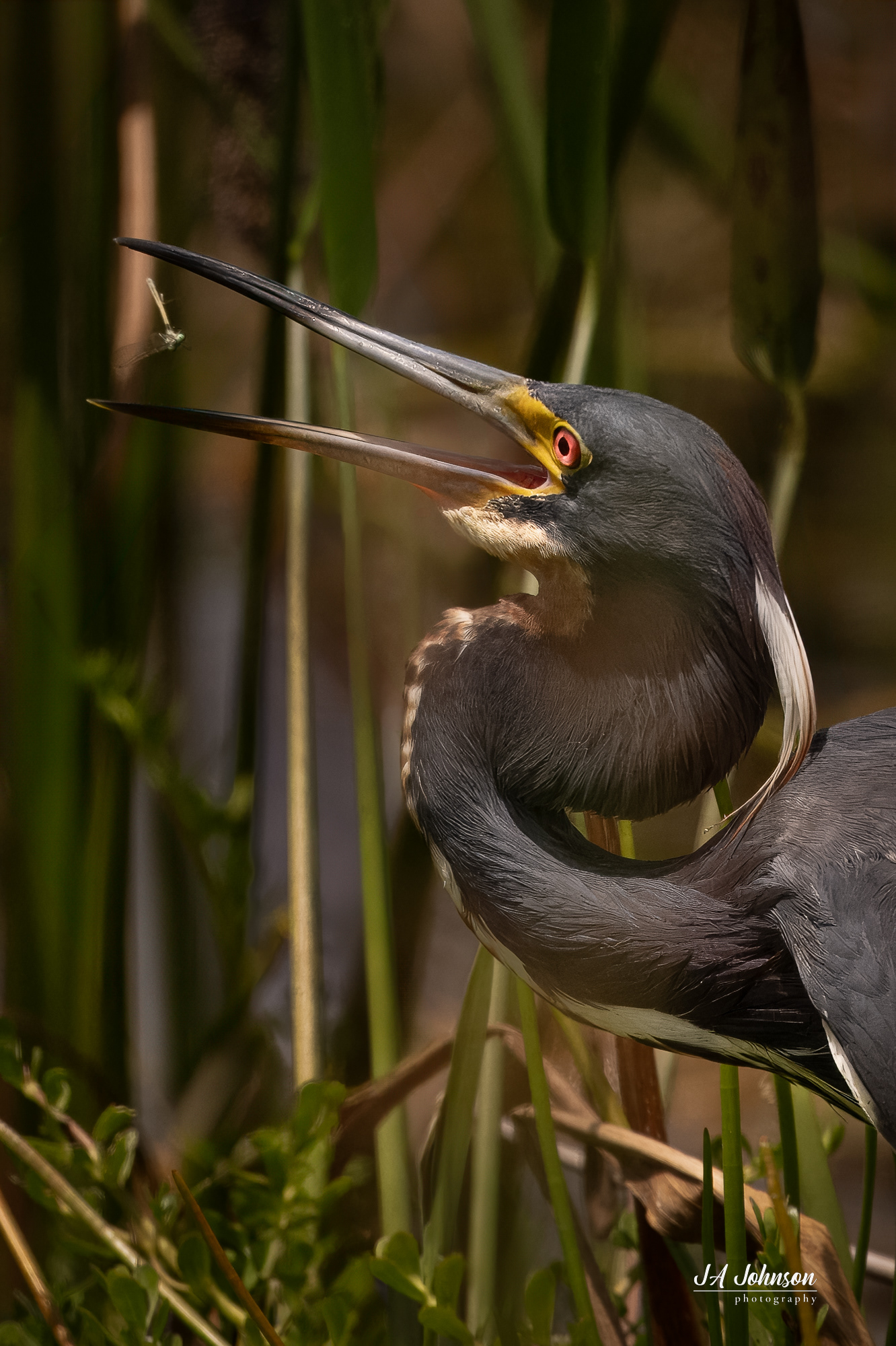 Tricolored Heron