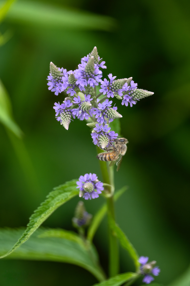 Honey Bee