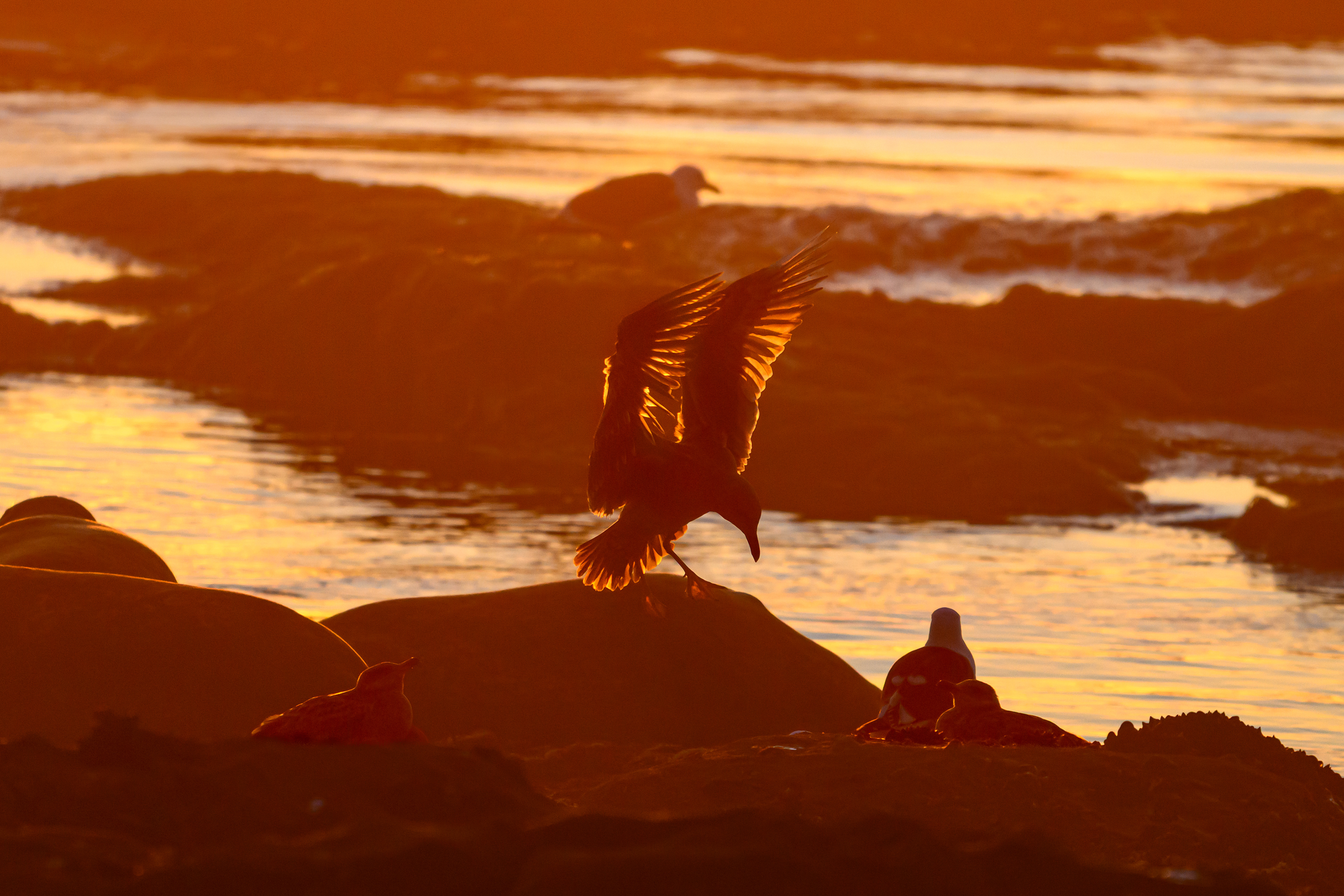Gull at Sunset