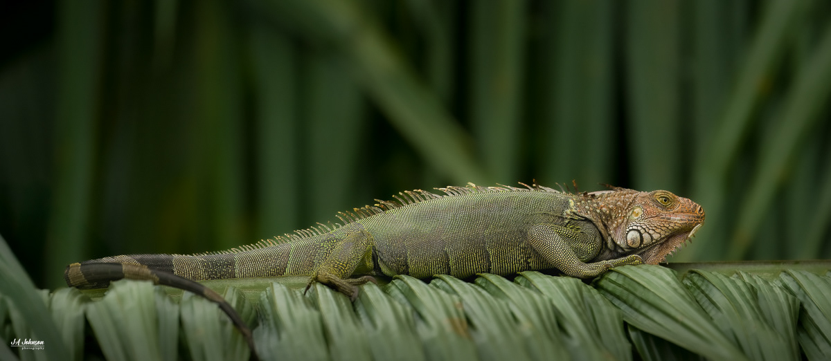 Green Iguana