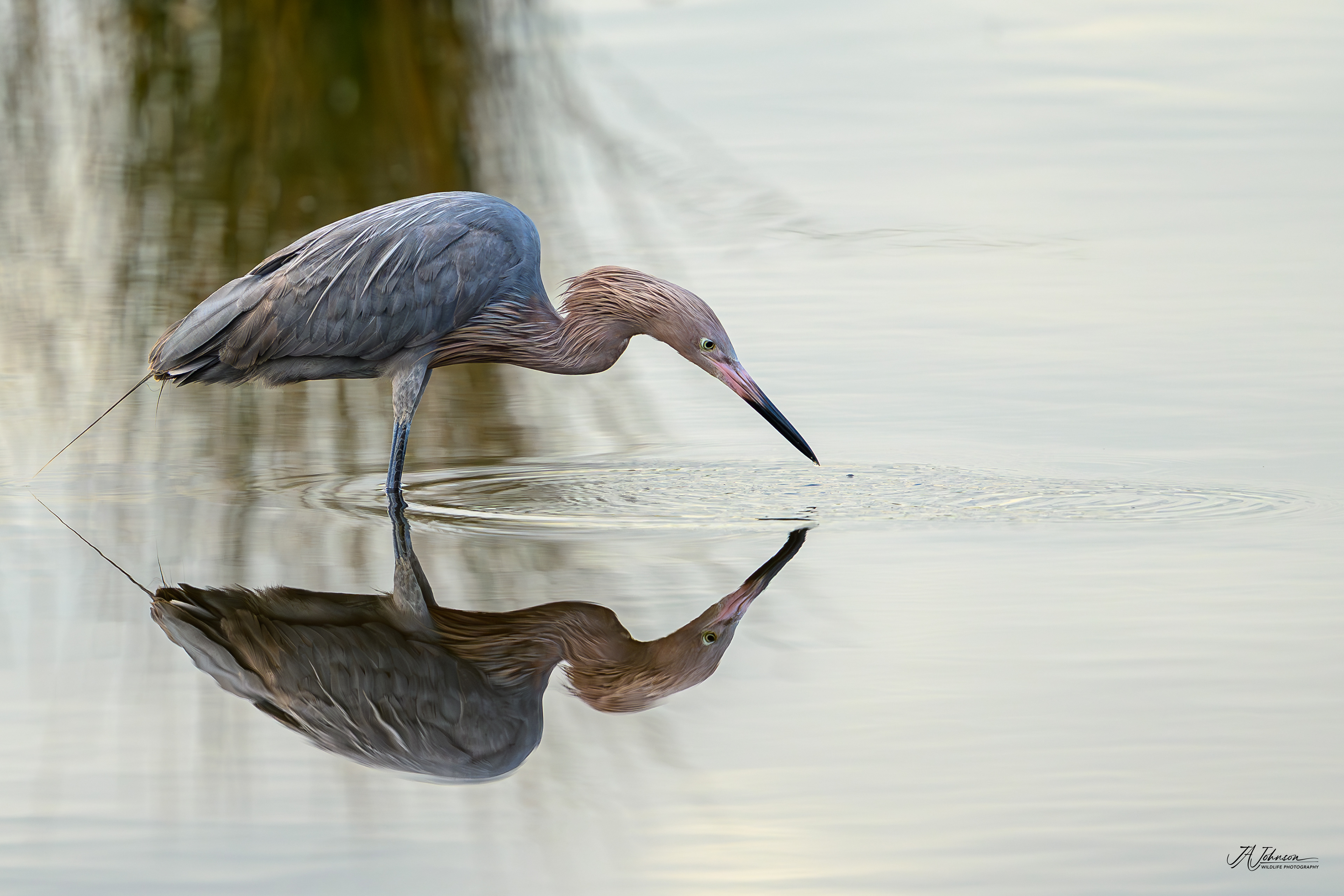 Reddish Egret