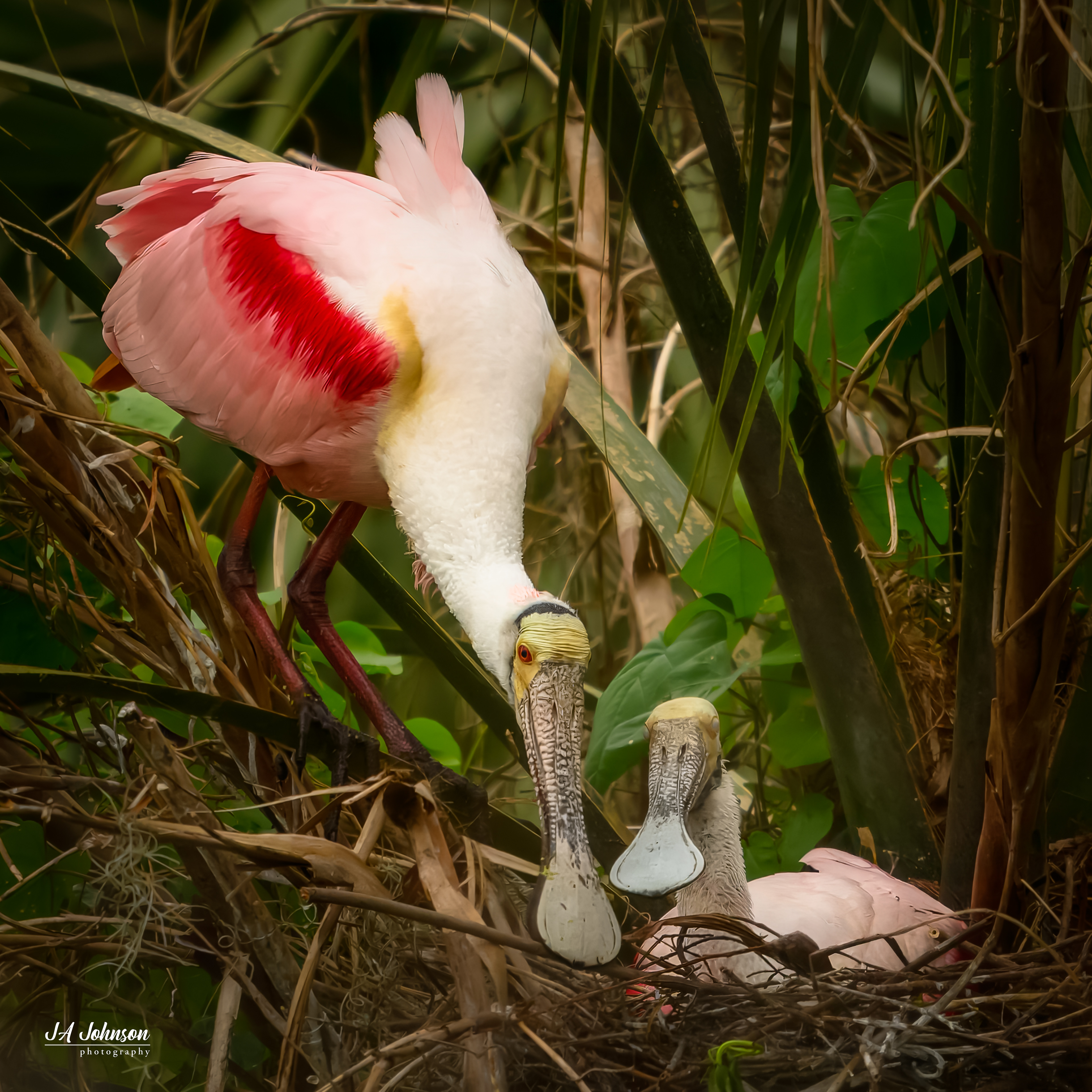 Roseate Spoonbill and Chicks