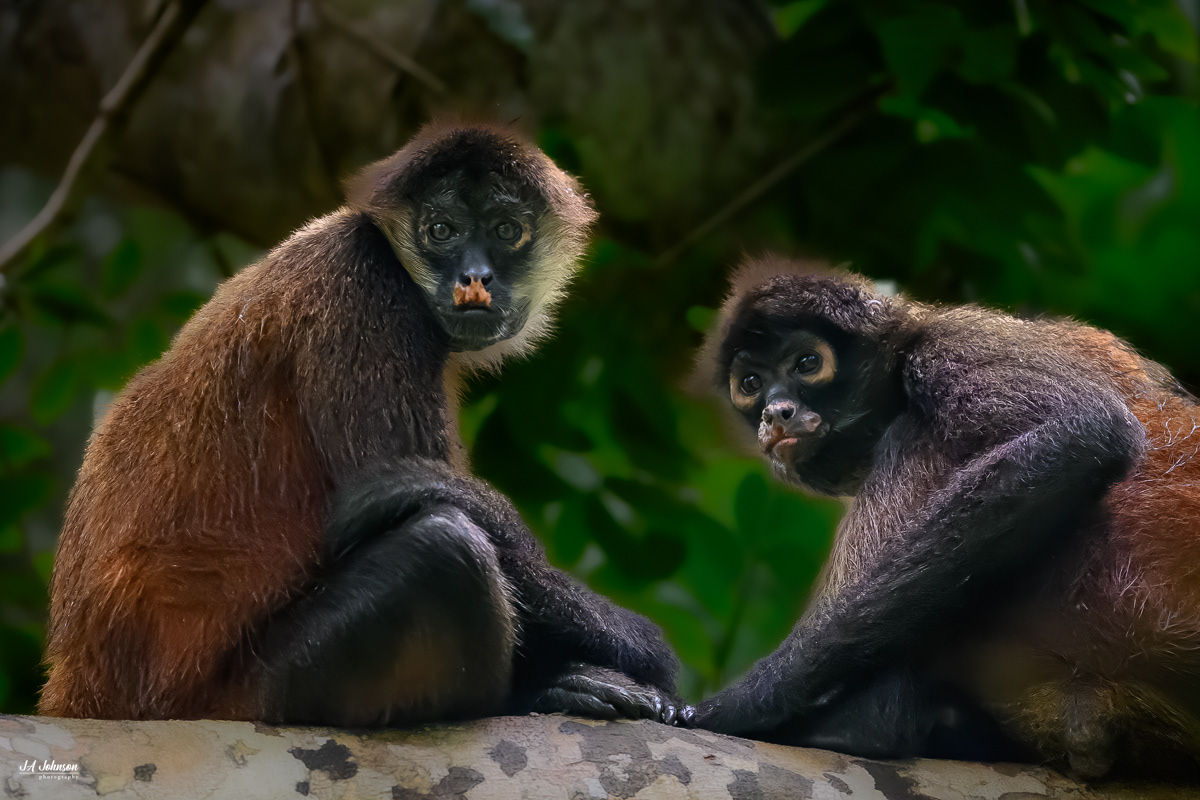 Spider Monkeys
