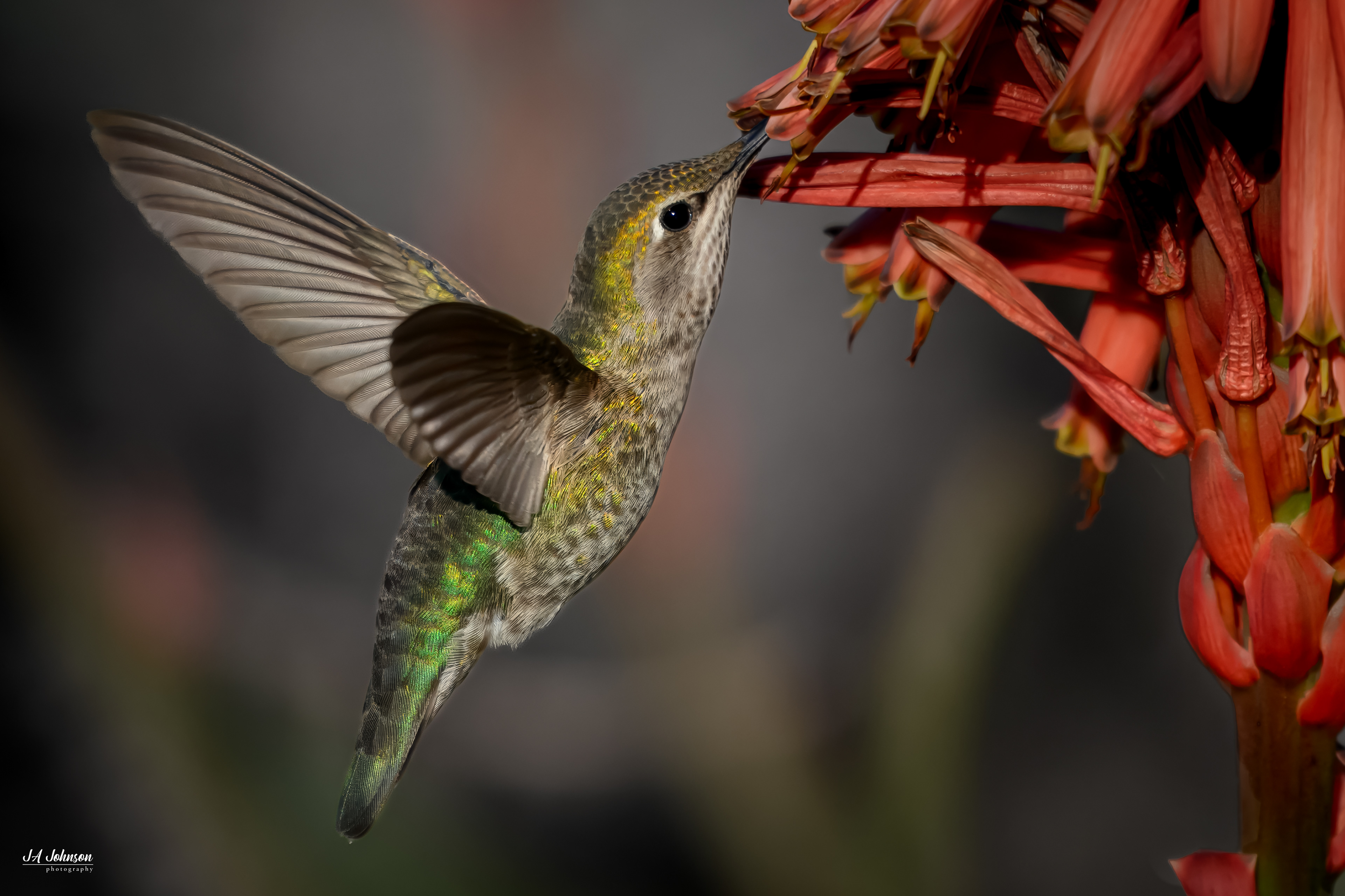 Anna's Hummingbird (Female)