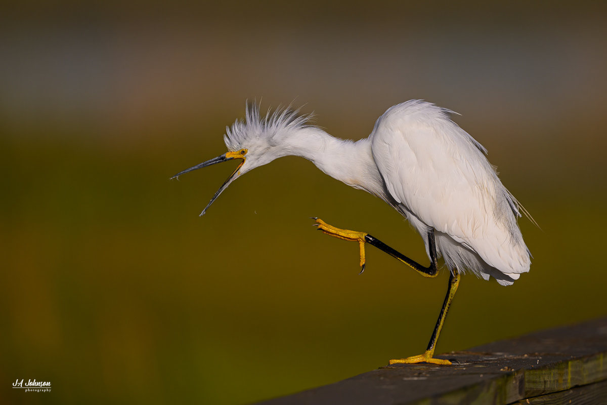 Snowy Egret