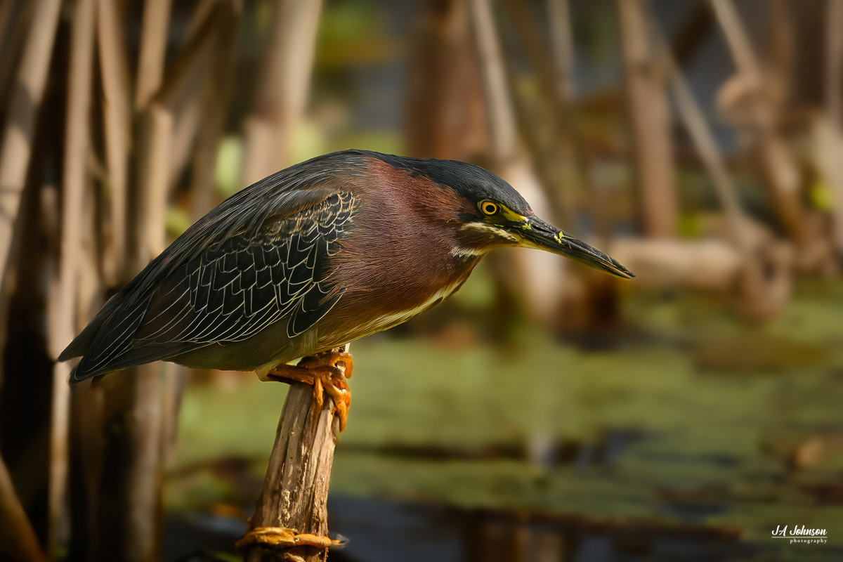 Green Heron