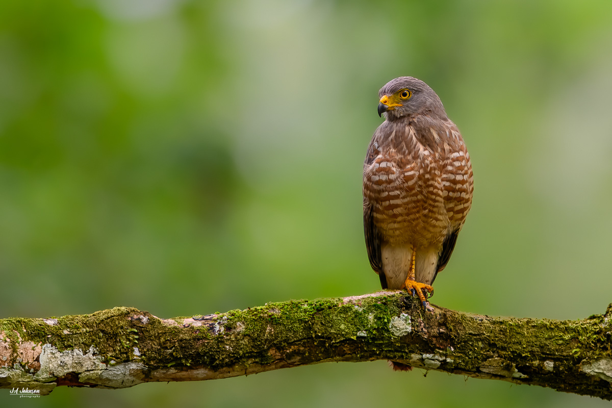 Roadside Hawk