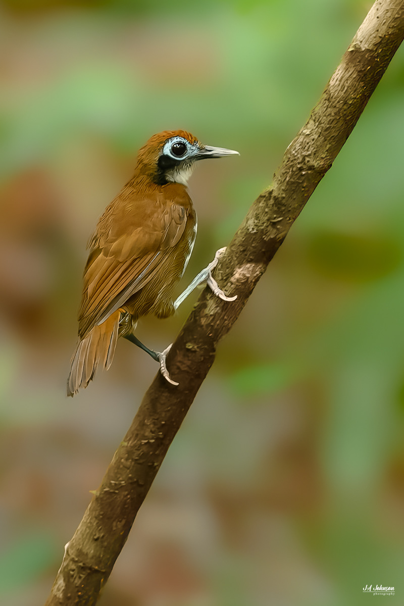 Bicolored Antbird