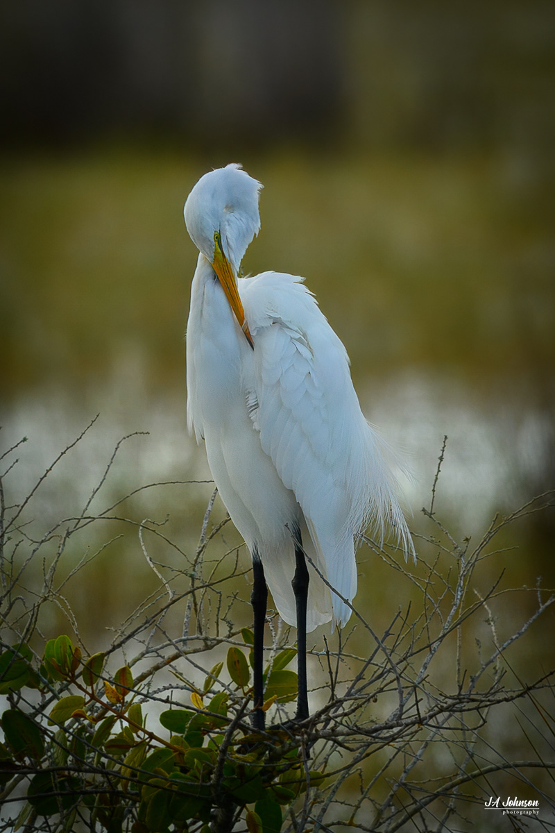 Great Egret
