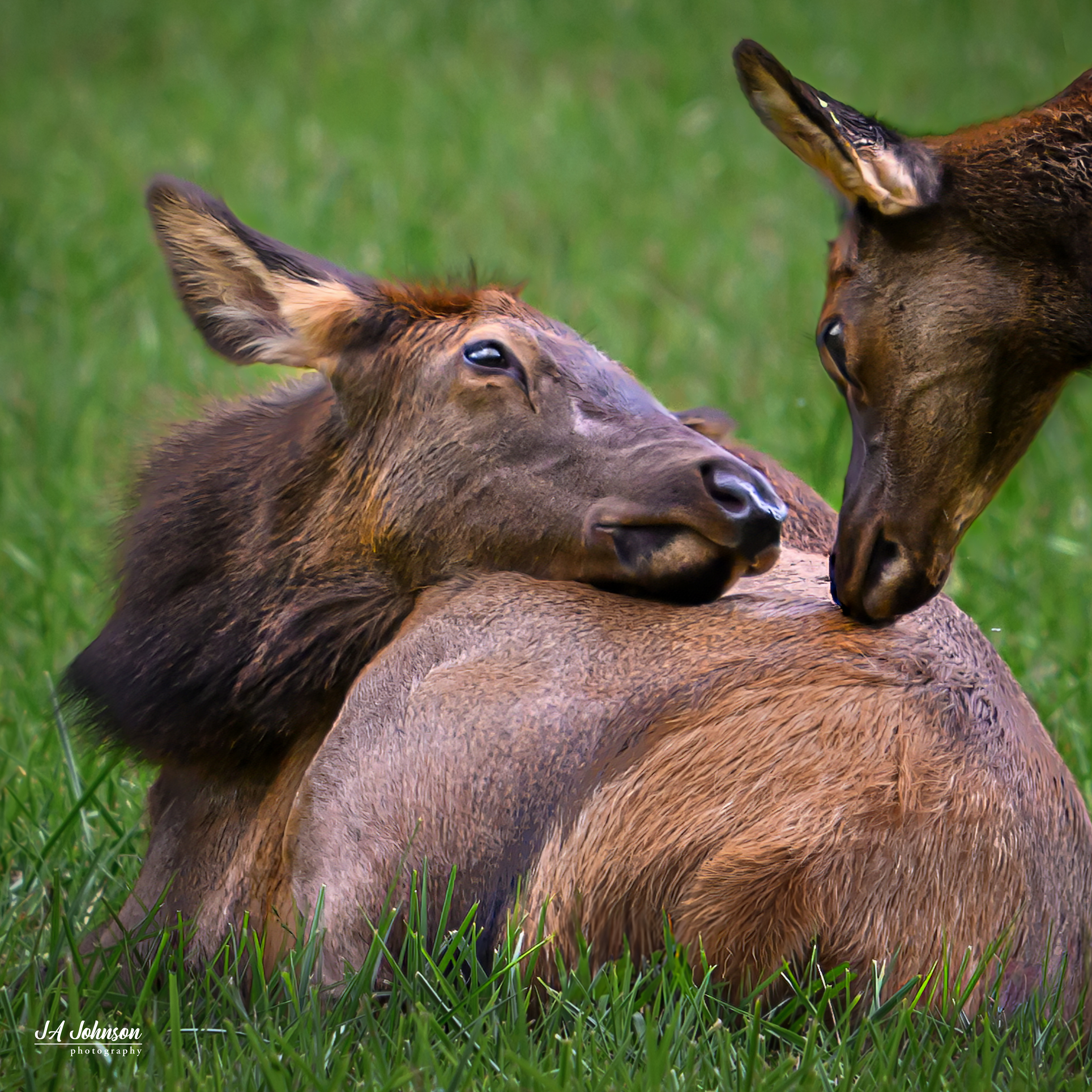 Elk Cow and Calf