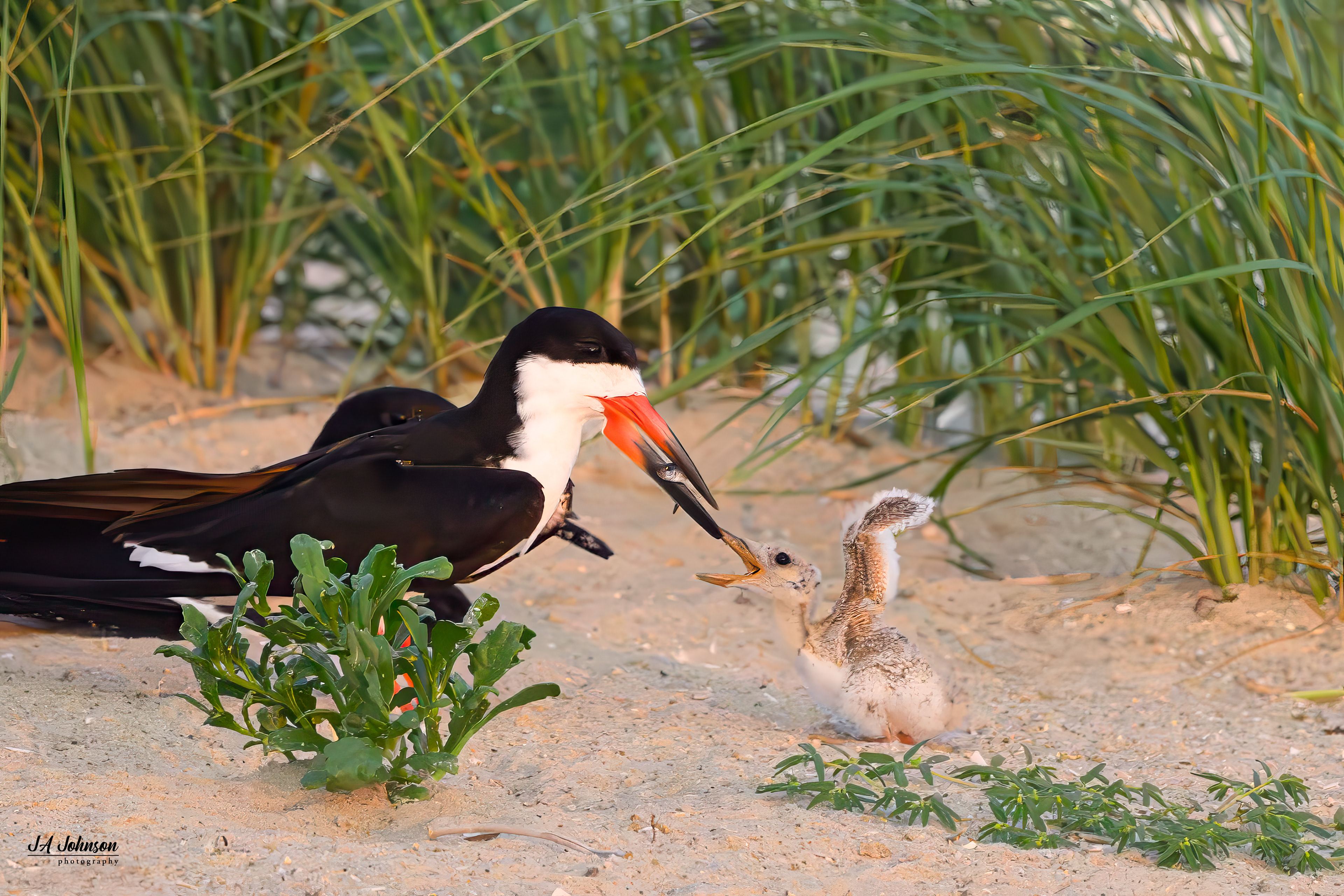 Black Skimmer and Chick